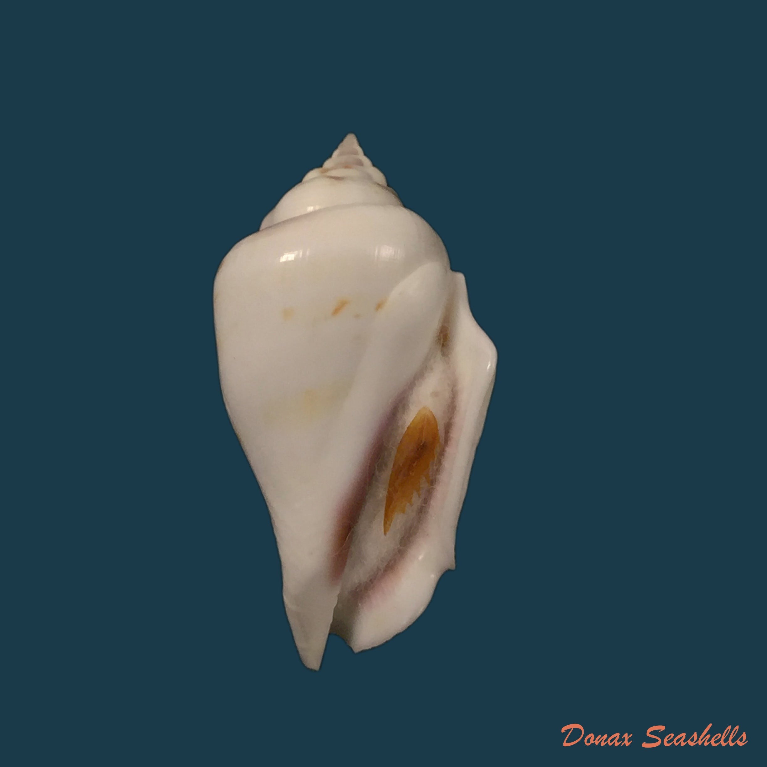 copia-de-strombus-granulatus-swainson-1822-48-2mm