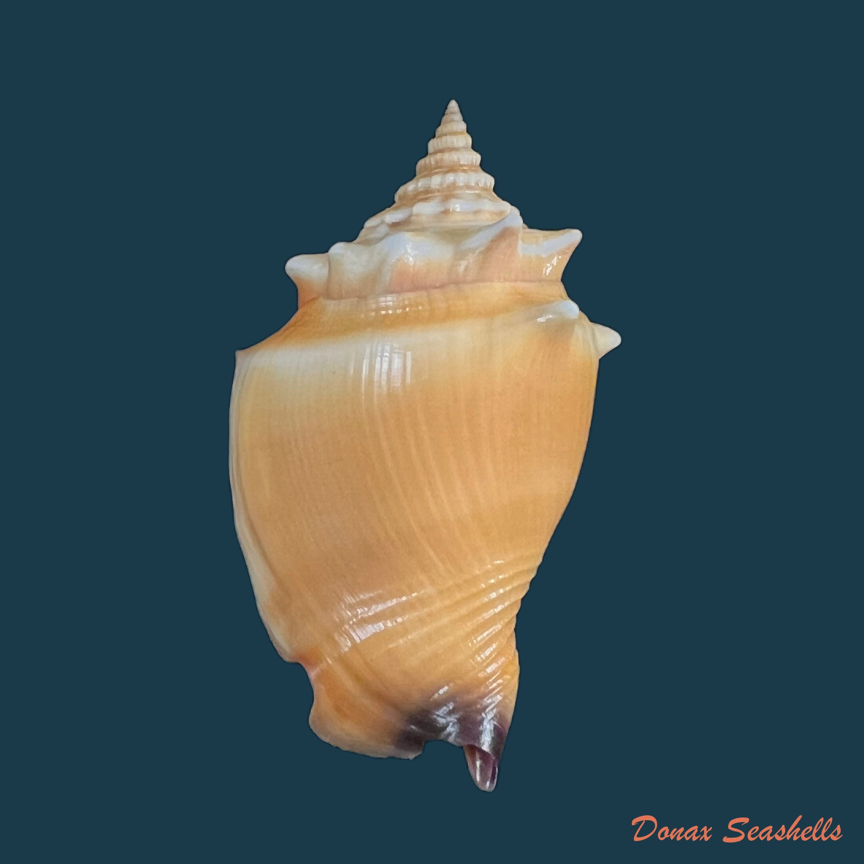 copia-de-strombus-pugilis-linnaeus-1758-68-7mm