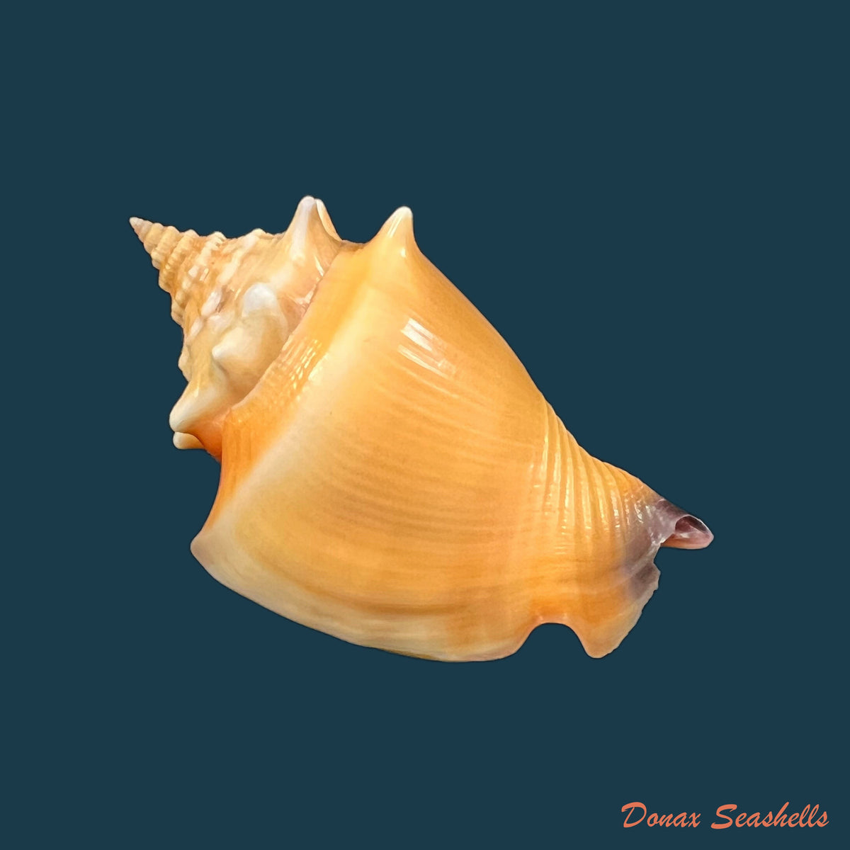 copia-de-strombus-pugilis-linnaeus-1758-68-7mm