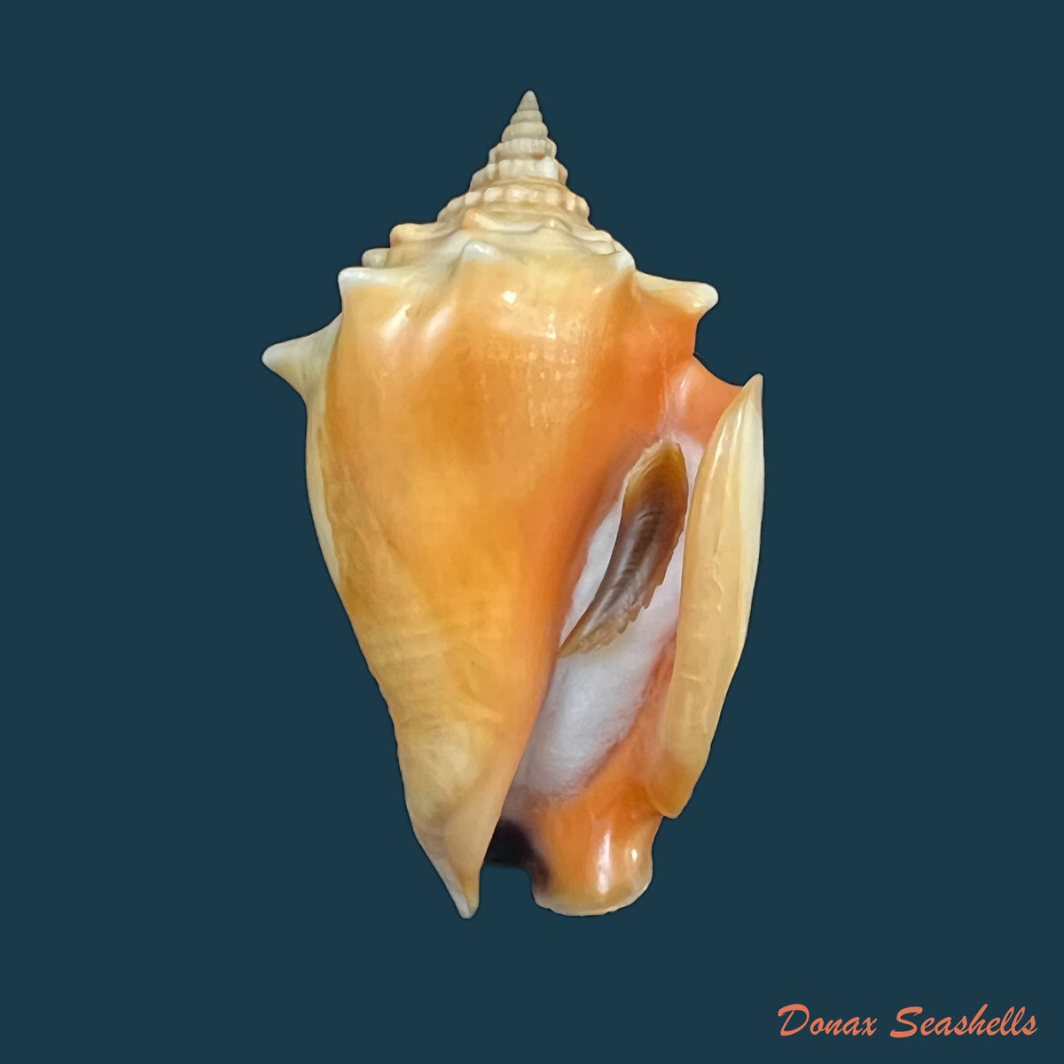 copia-de-strombus-pugilis-linnaeus-1758-68-7mm