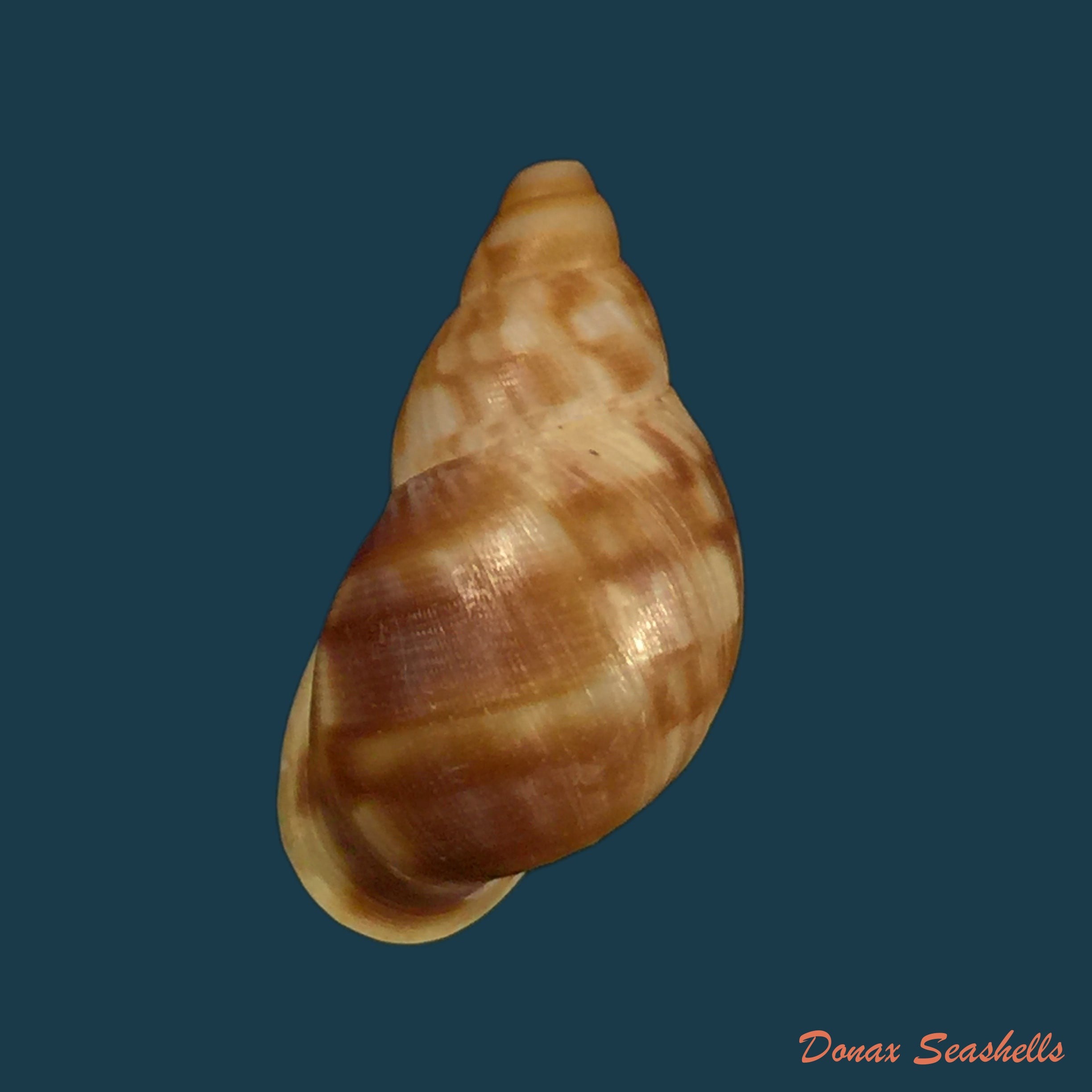 copia-de-strophocheilus-debilis-bequaert-1948-45-6mm