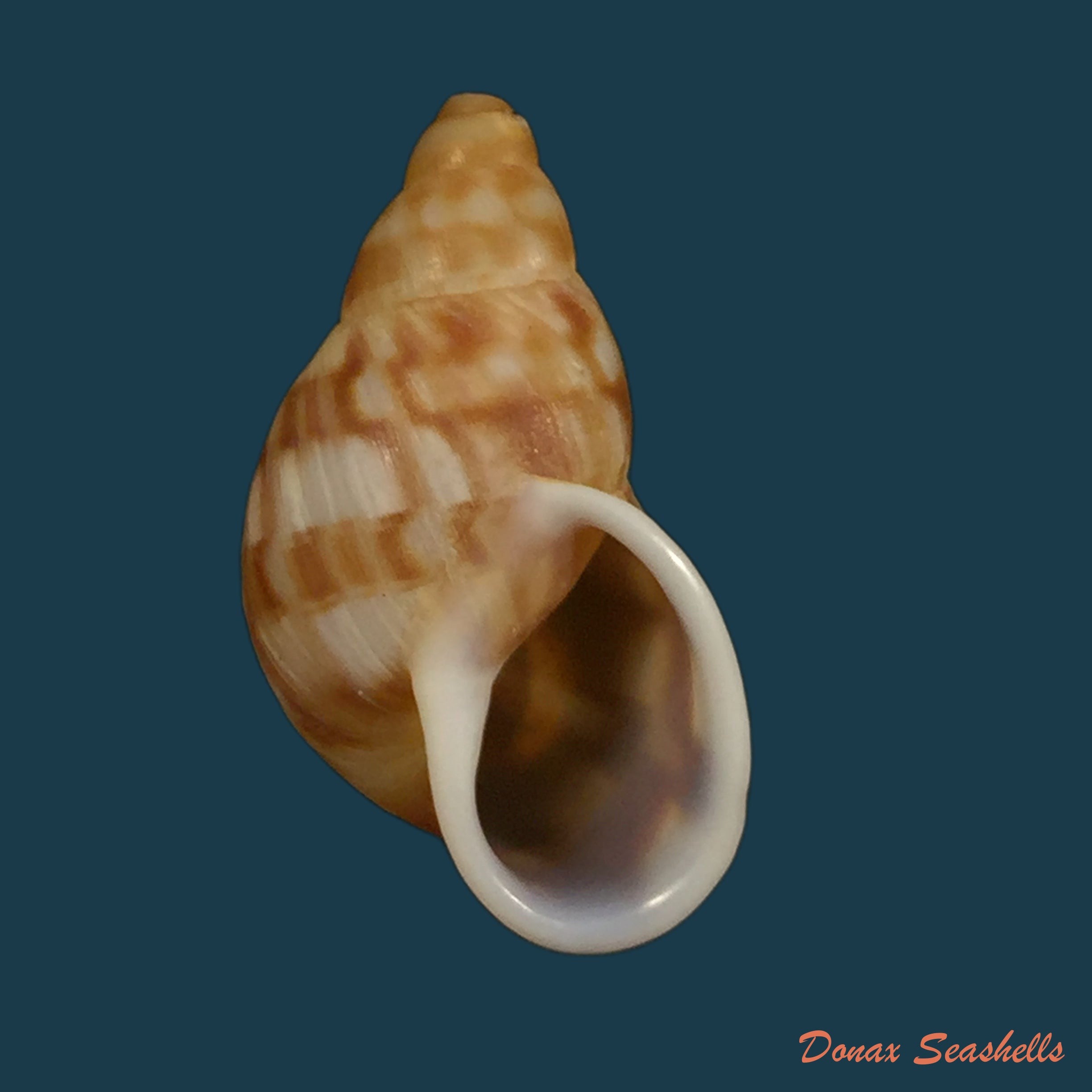 copia-de-strophocheilus-debilis-bequaert-1948-45-6mm