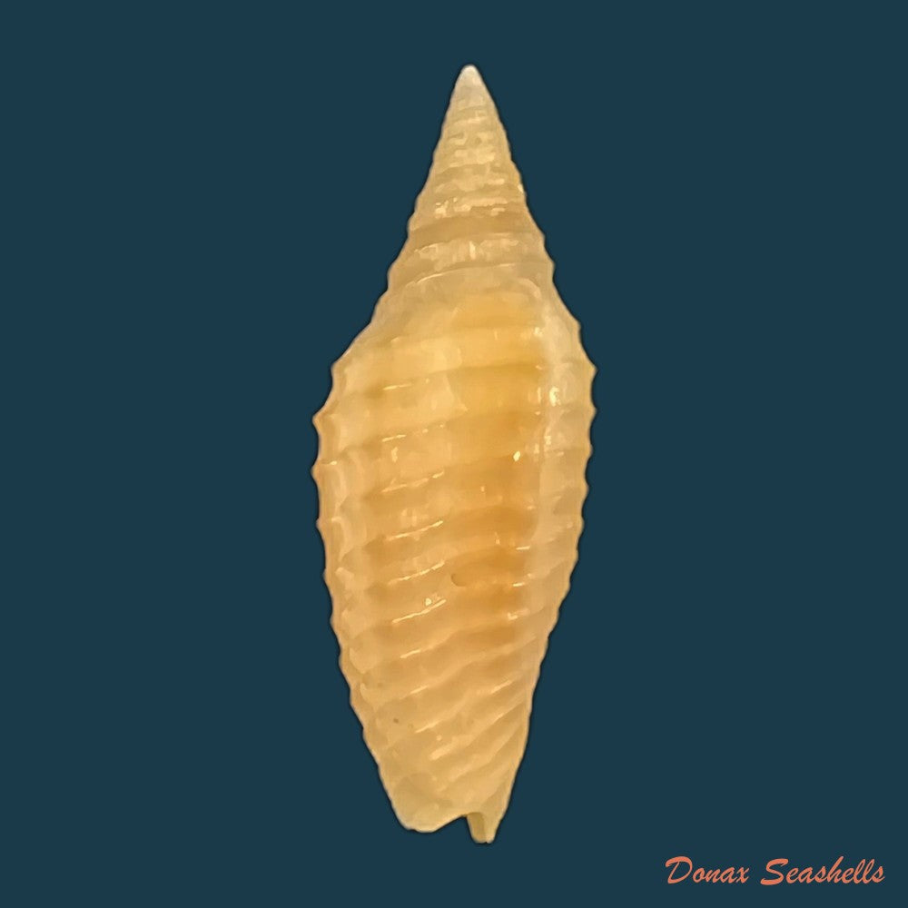copia-de-subcancilla-funiculata-reeve-1844-19mm