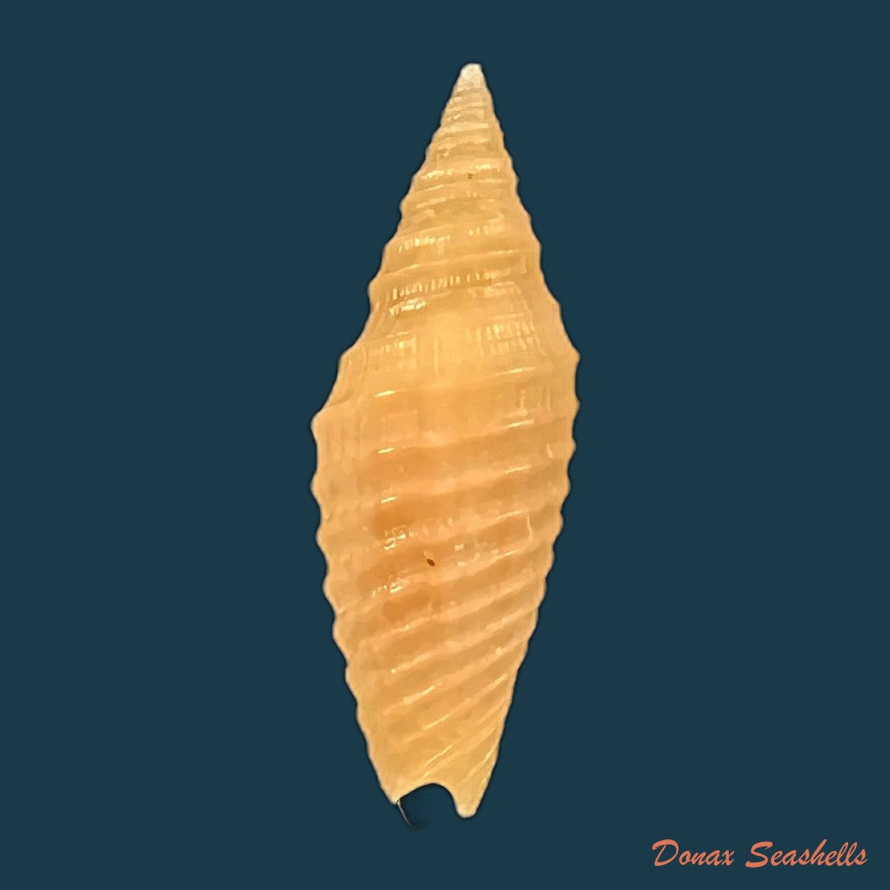copia-de-subcancilla-sulcata-swainson-1825-21-2mm