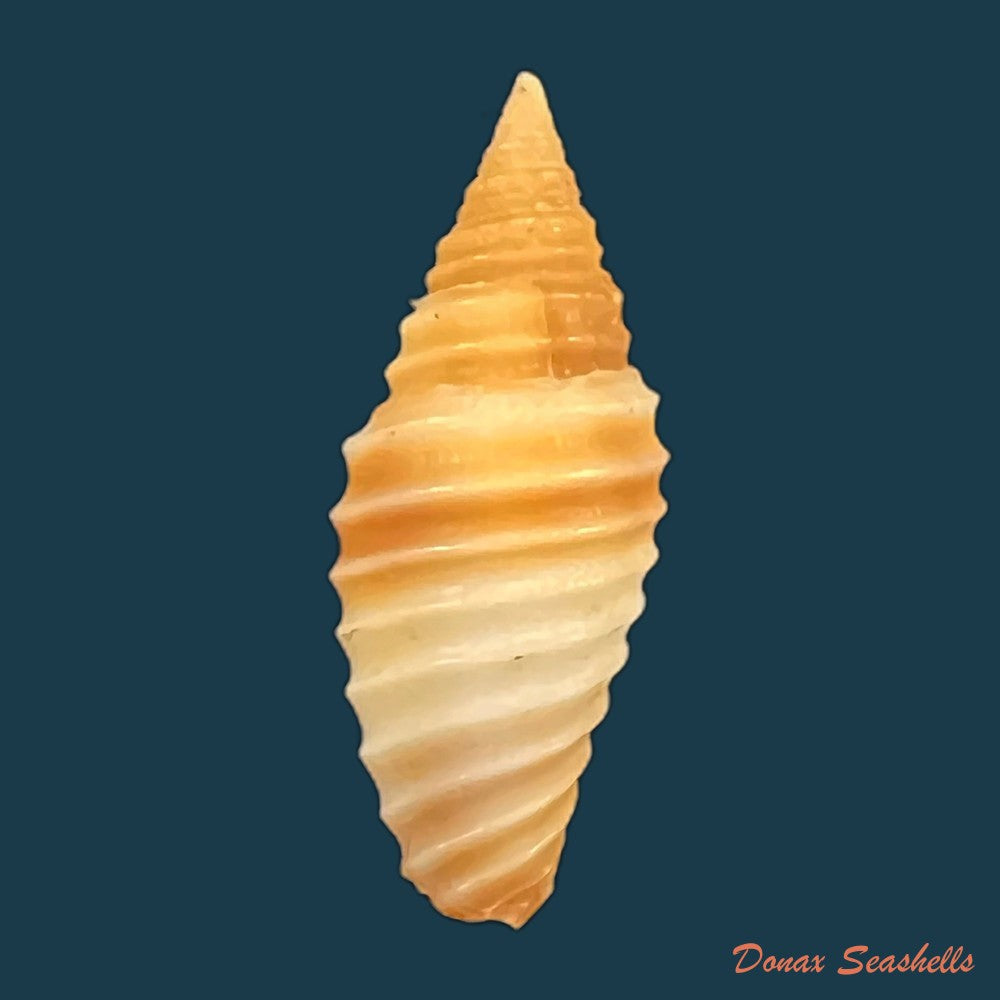copia-de-subcancilla-sulcata-swainson-1825-21-9mm