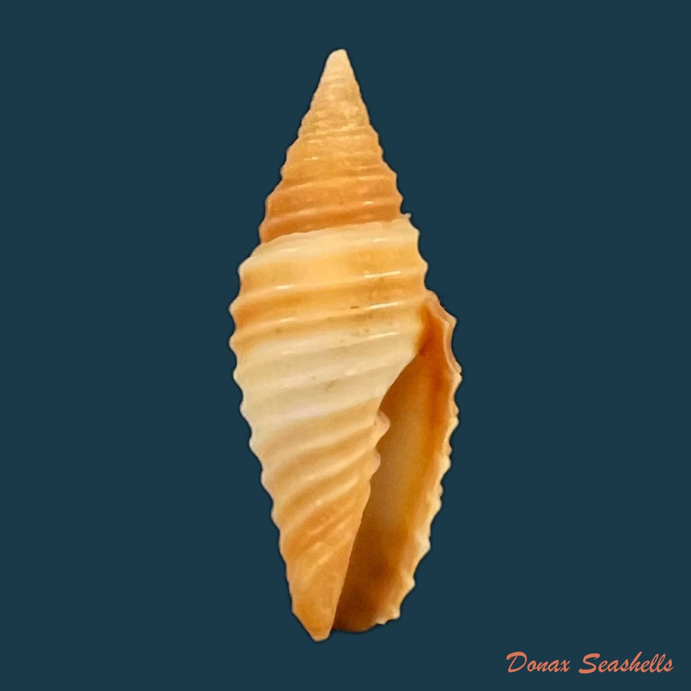 copia-de-subcancilla-sulcata-swainson-1825-21-9mm