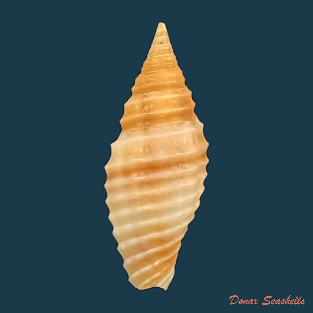 copia-de-subcancilla-sulcata-swainson-1825-22-3mm