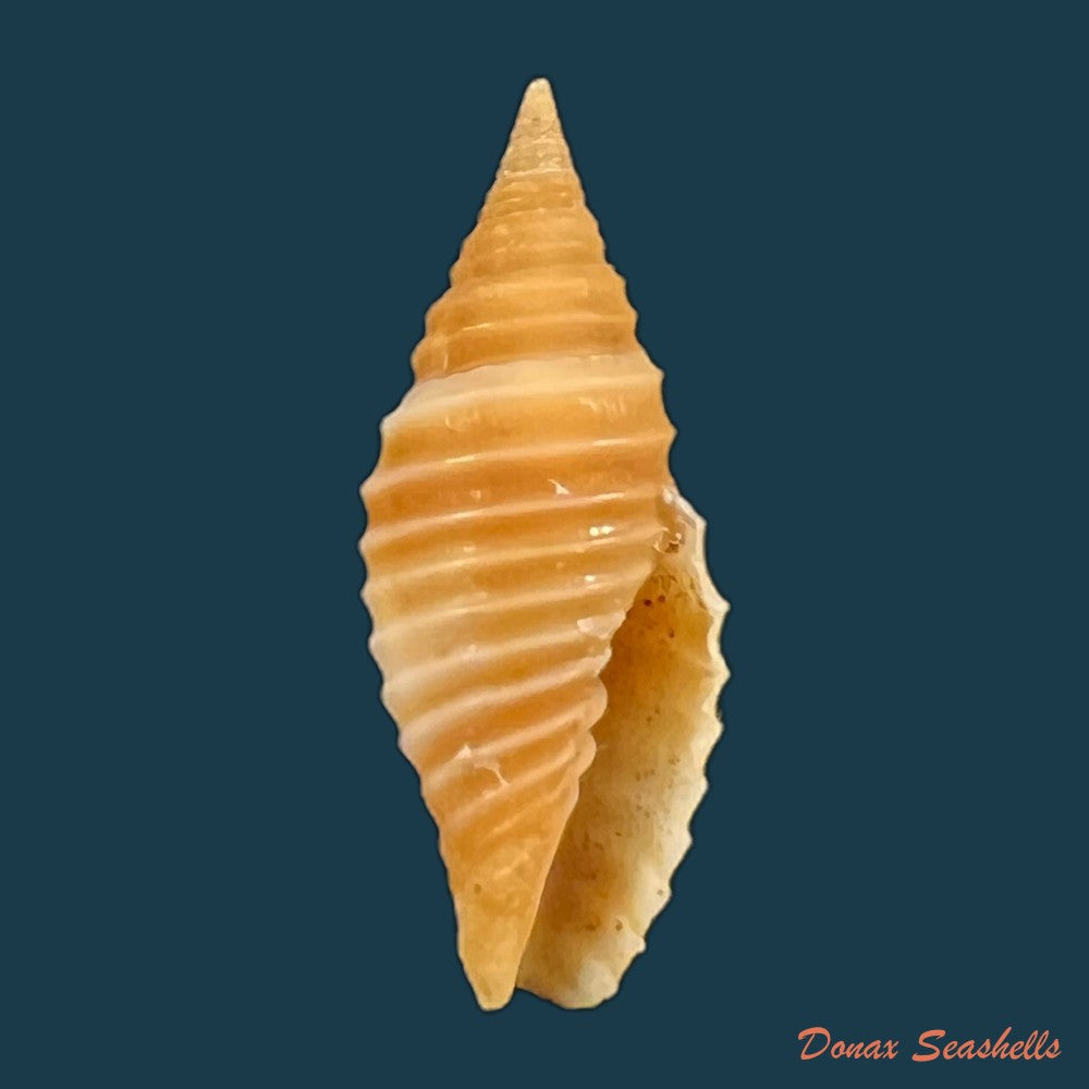 copia-de-subcancilla-sulcata-swainson-1825-22-3mm
