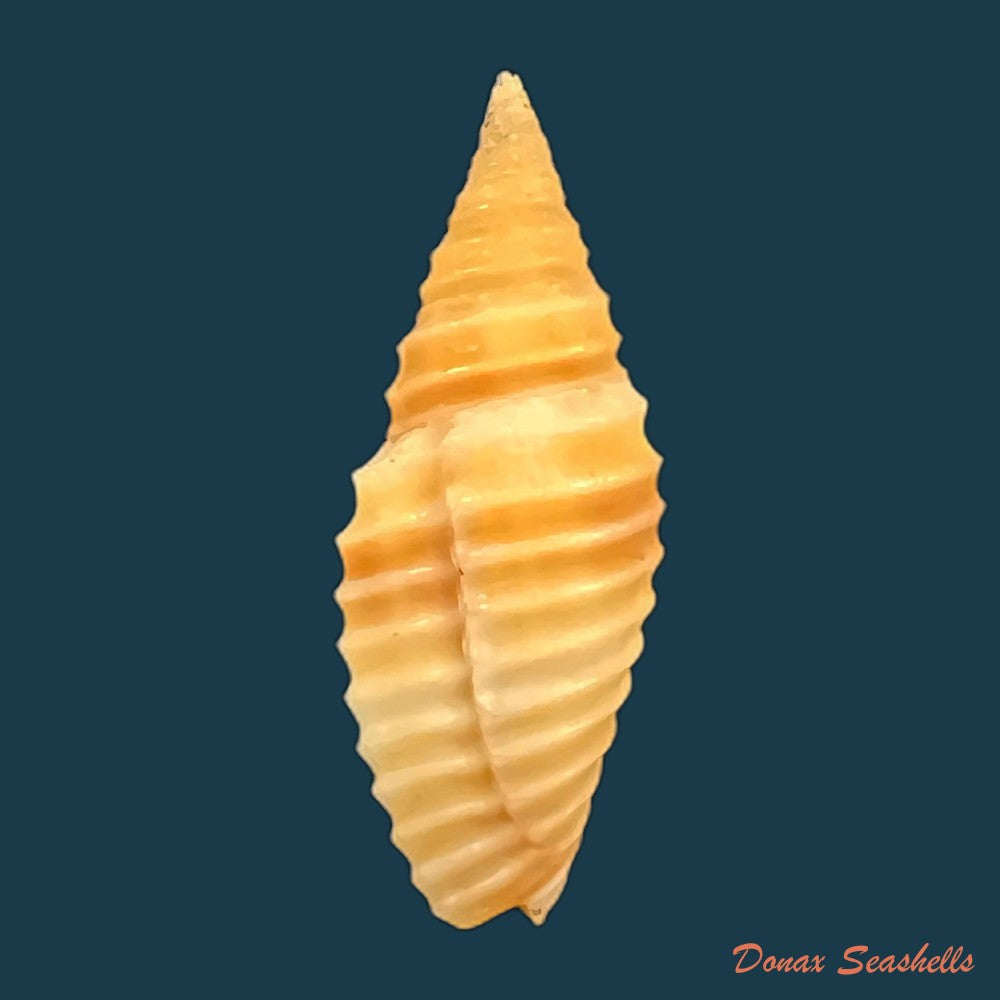copia-de-subcancilla-sulcata-swainson-1825-23-6mm-1