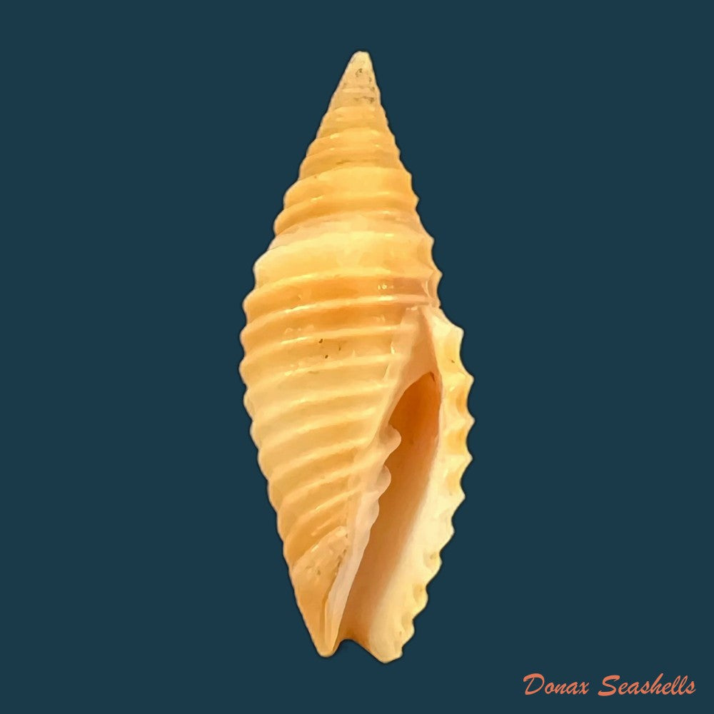copia-de-subcancilla-sulcata-swainson-1825-23-6mm-1