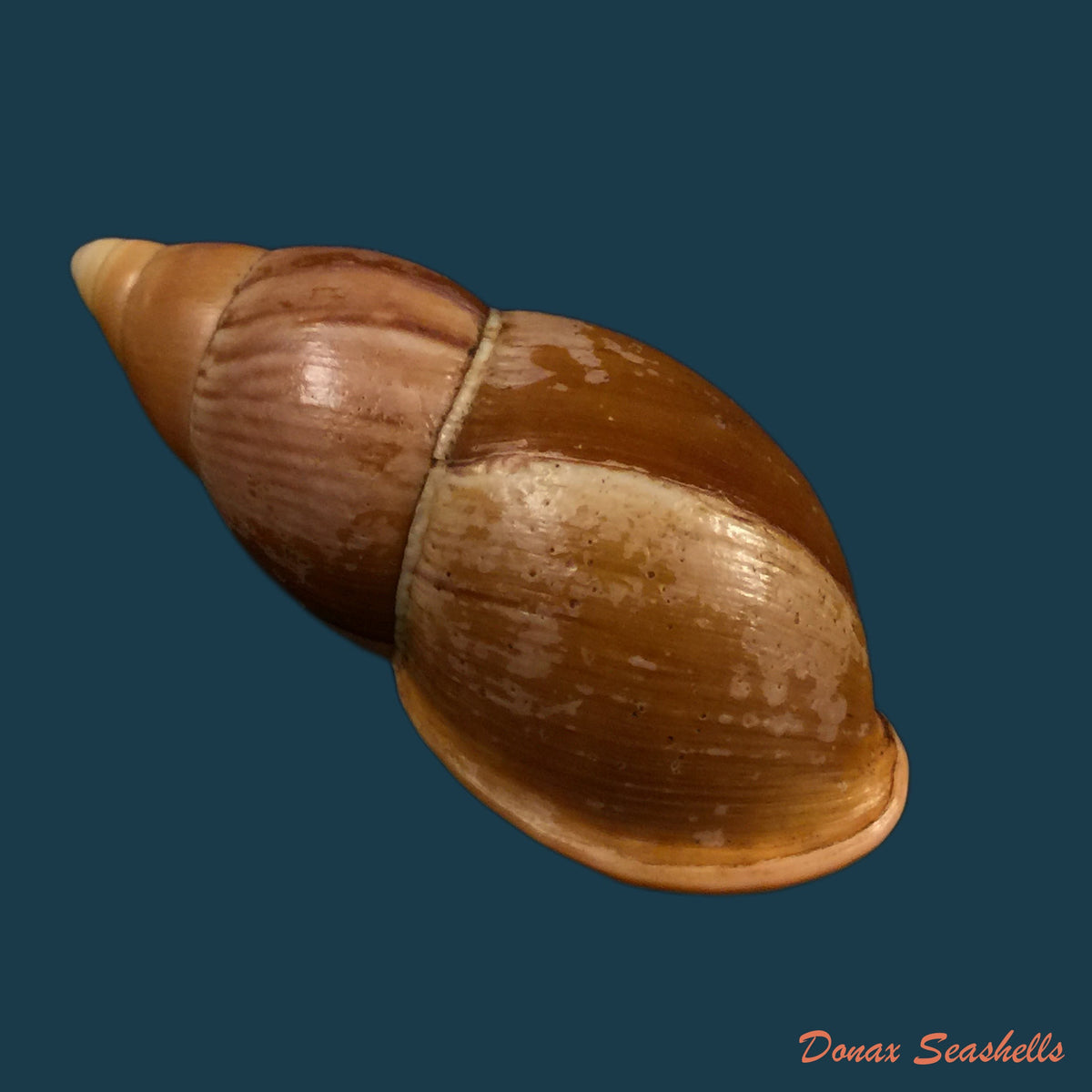 copia-de-sultana-elizabethae-ahuir-torres-2019-61-3mm