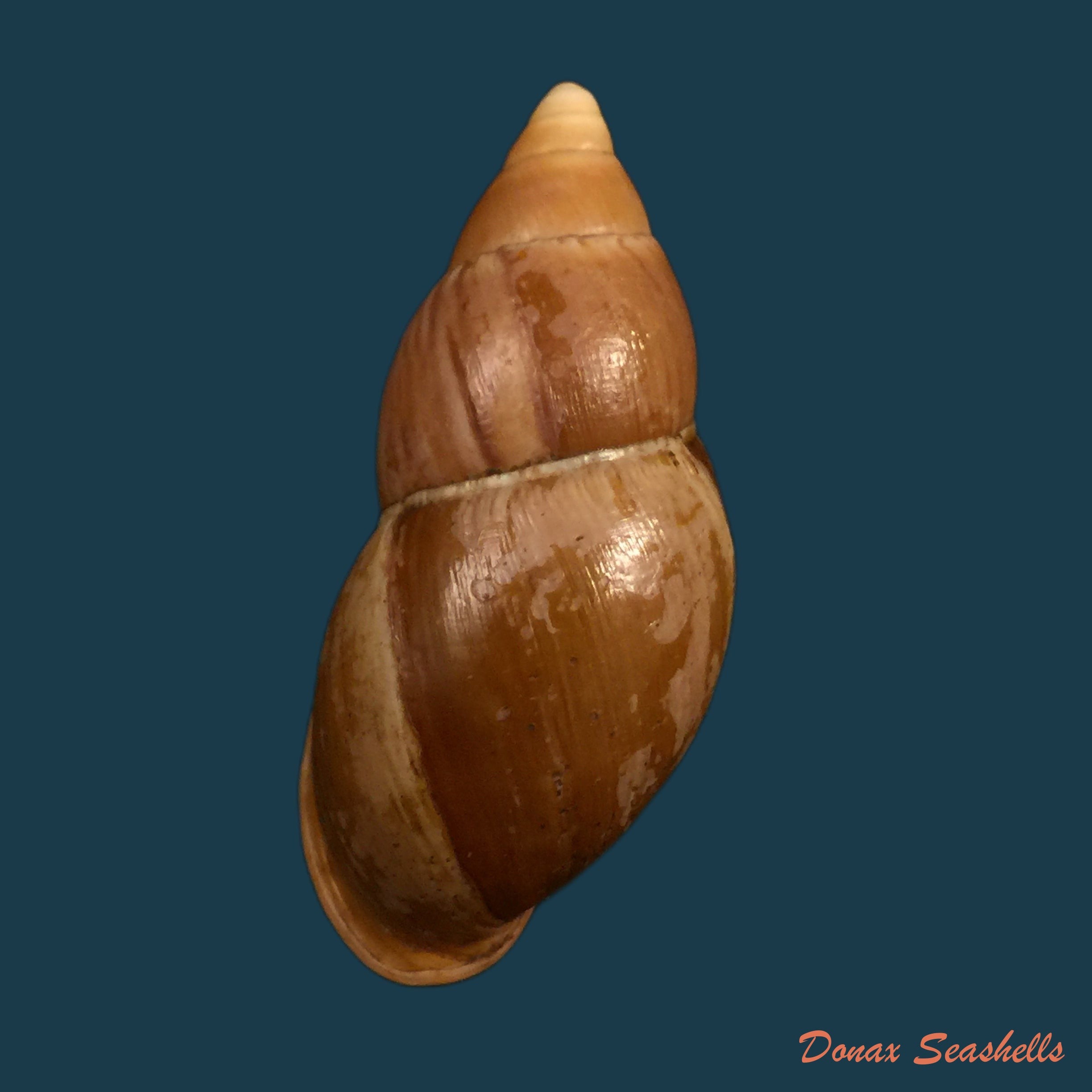 copia-de-sultana-elizabethae-ahuir-torres-2019-61-3mm
