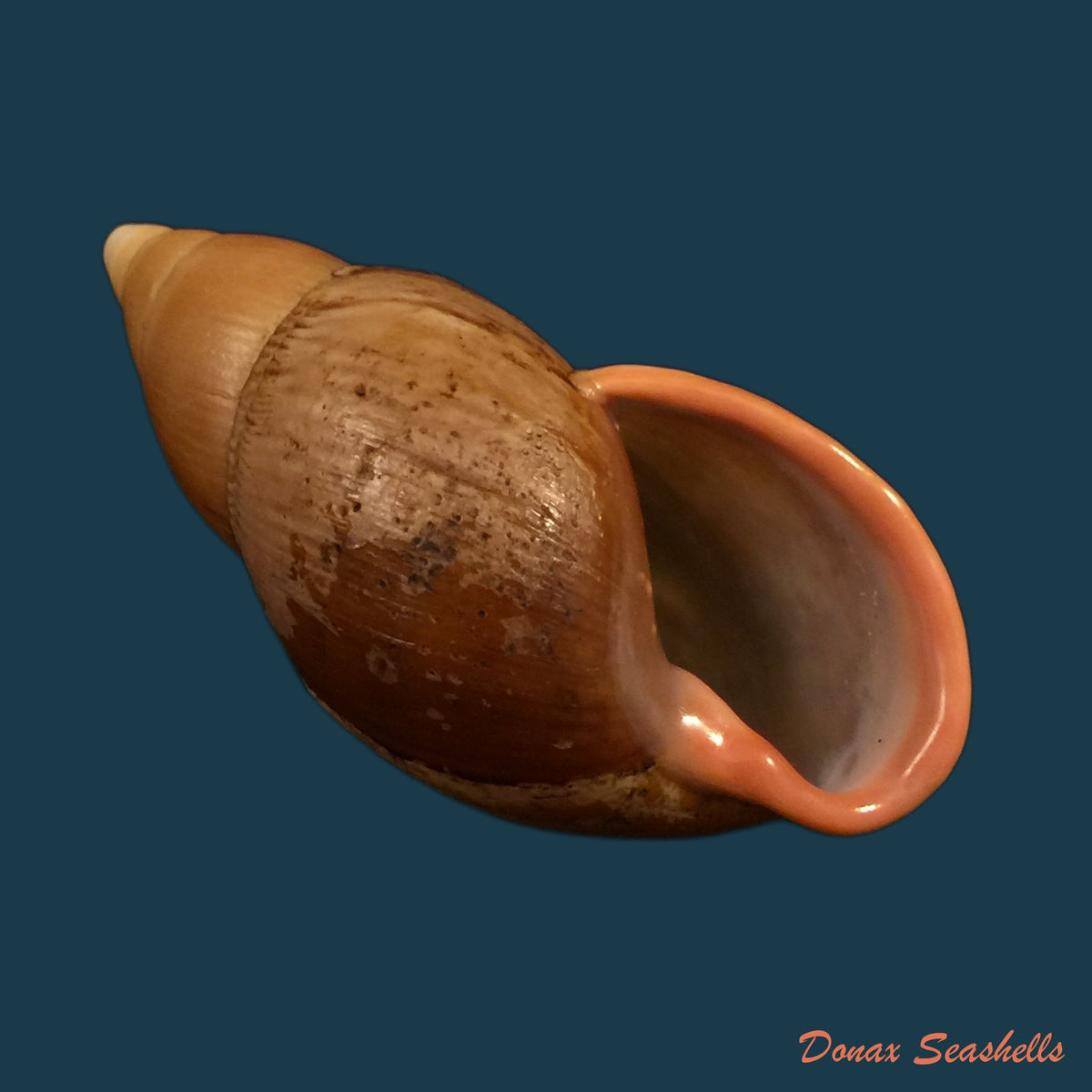 copia-de-sultana-elizabethae-ahuir-torres-2019-61-3mm