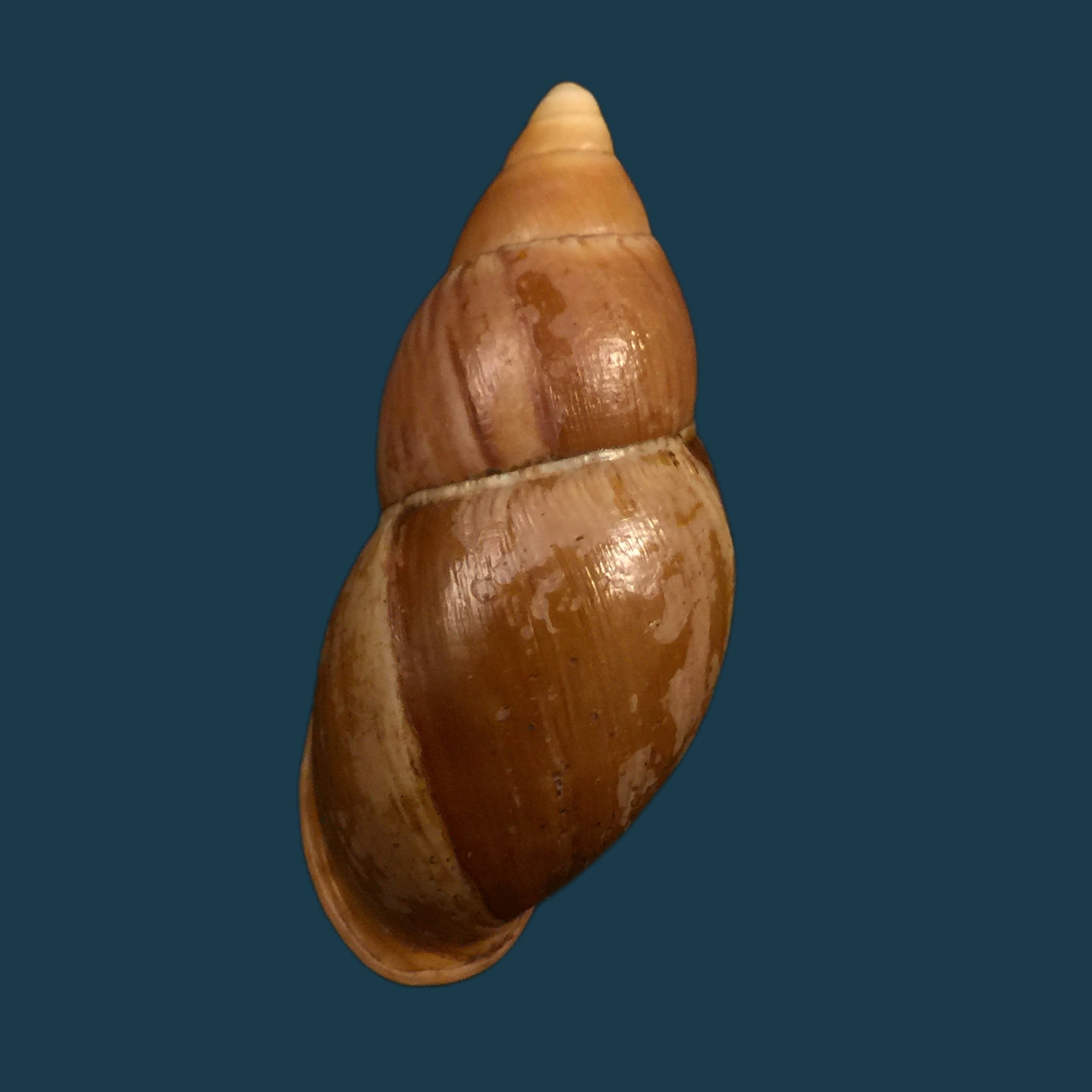 Sultana elizabethae Ahuir & Torres,2019 - 67,4mm