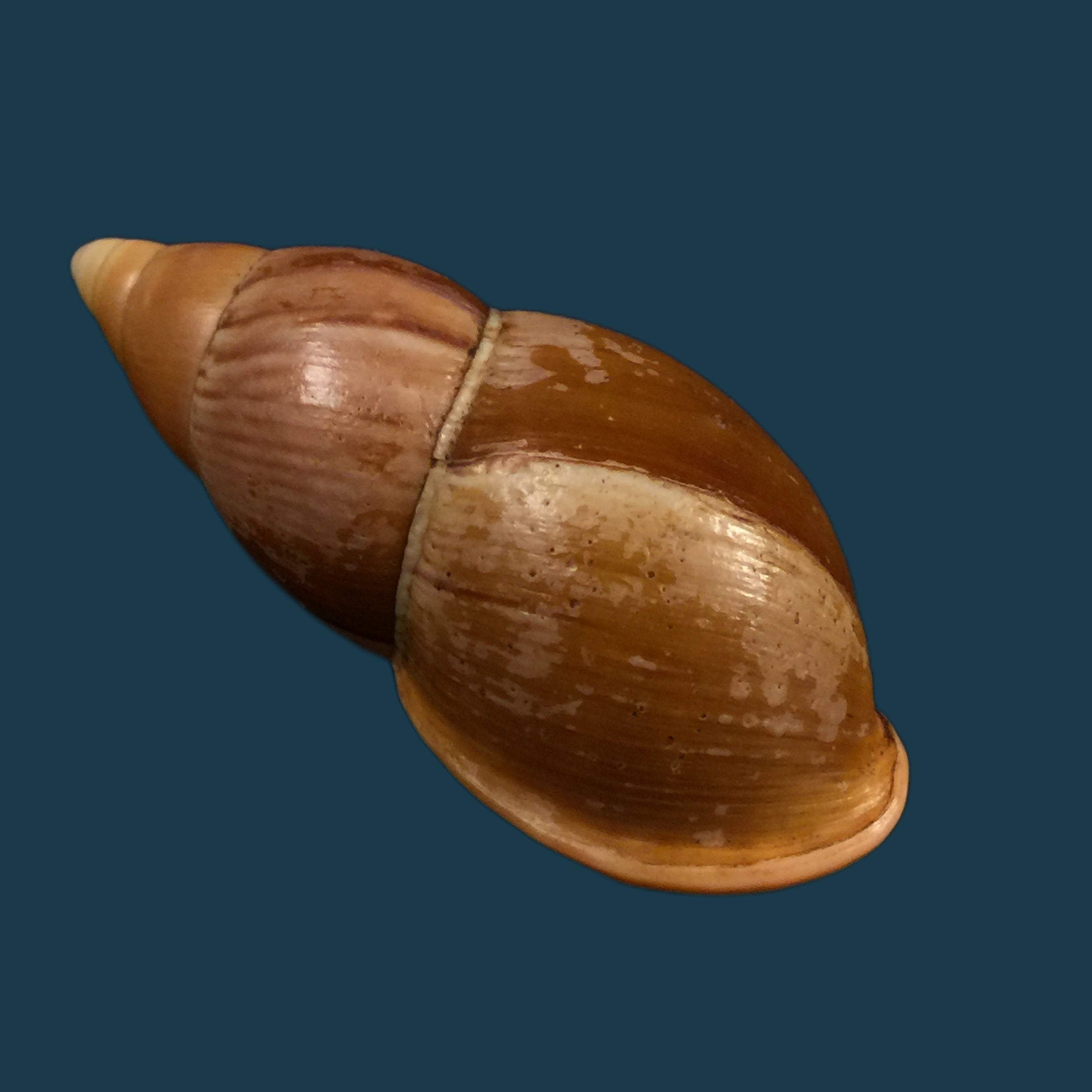 Sultana elizabethae Ahuir & Torres,2019 - 67,4mm