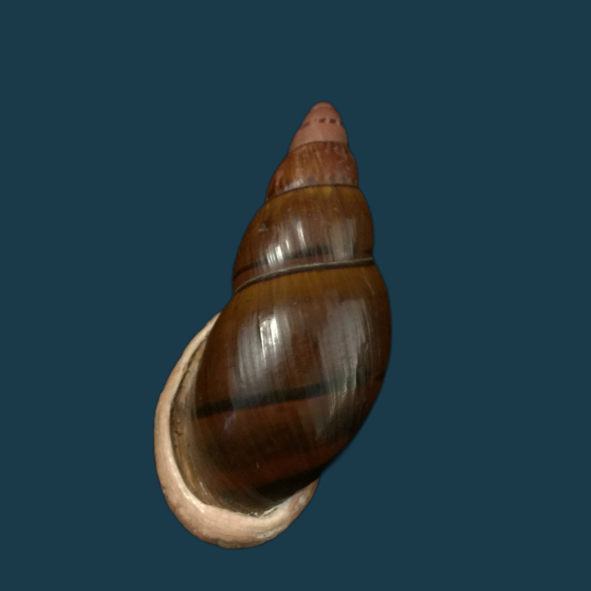 Sultana labeo (Broderip, 1828) - 78,2mm