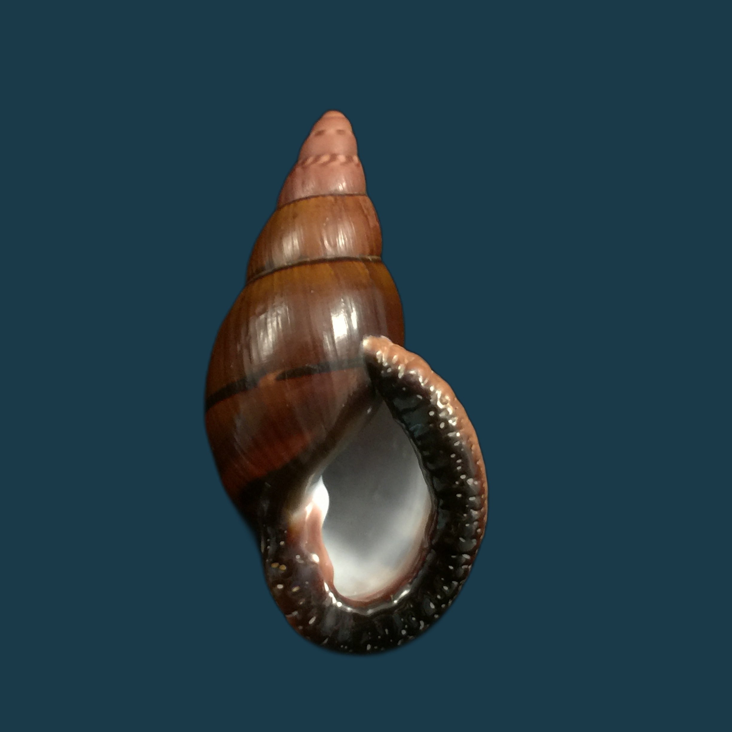 Sultana labeo (Broderip, 1828) - 78,2mm
