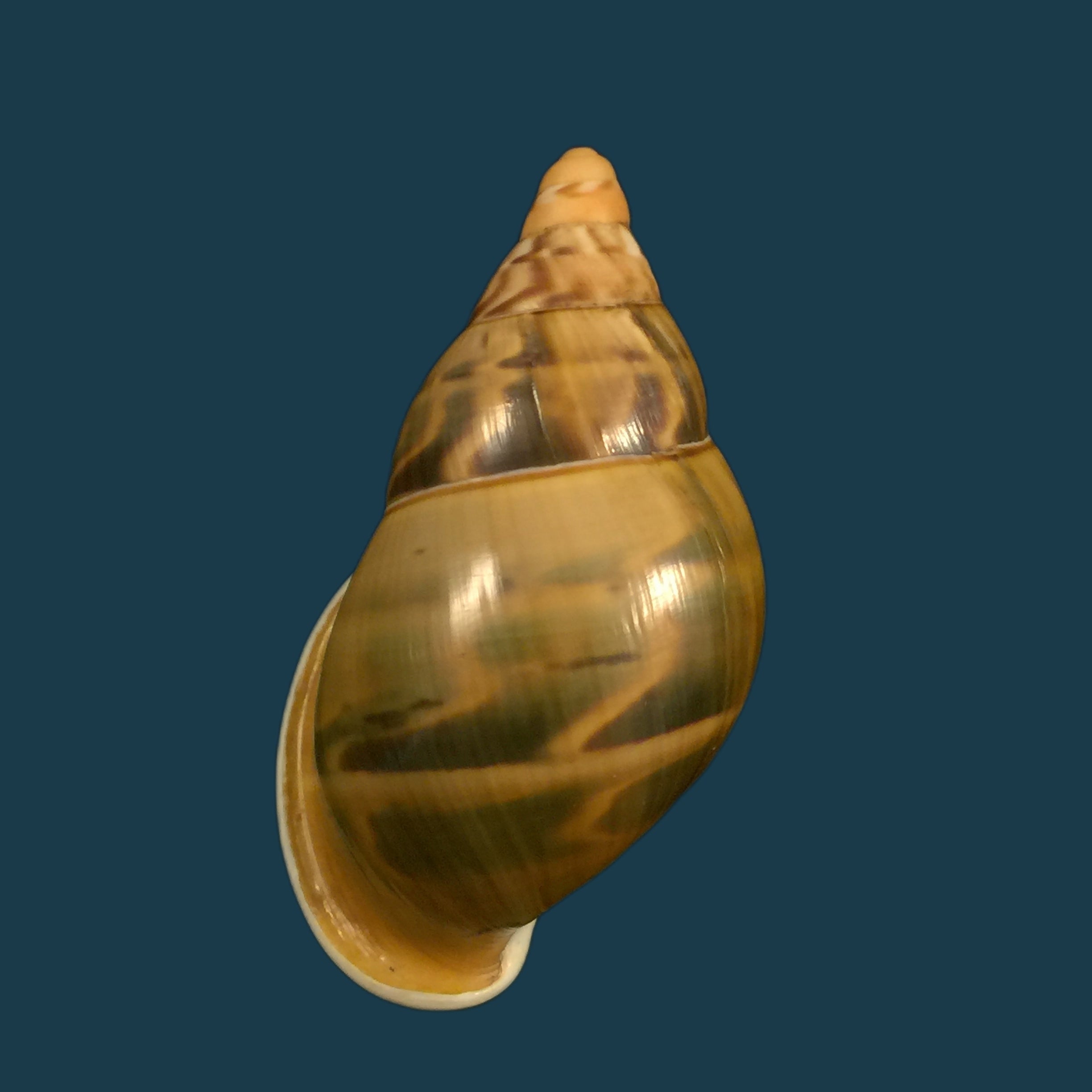 Sultana hidalgoi Vega-Luz, 2021 - 68,7mm