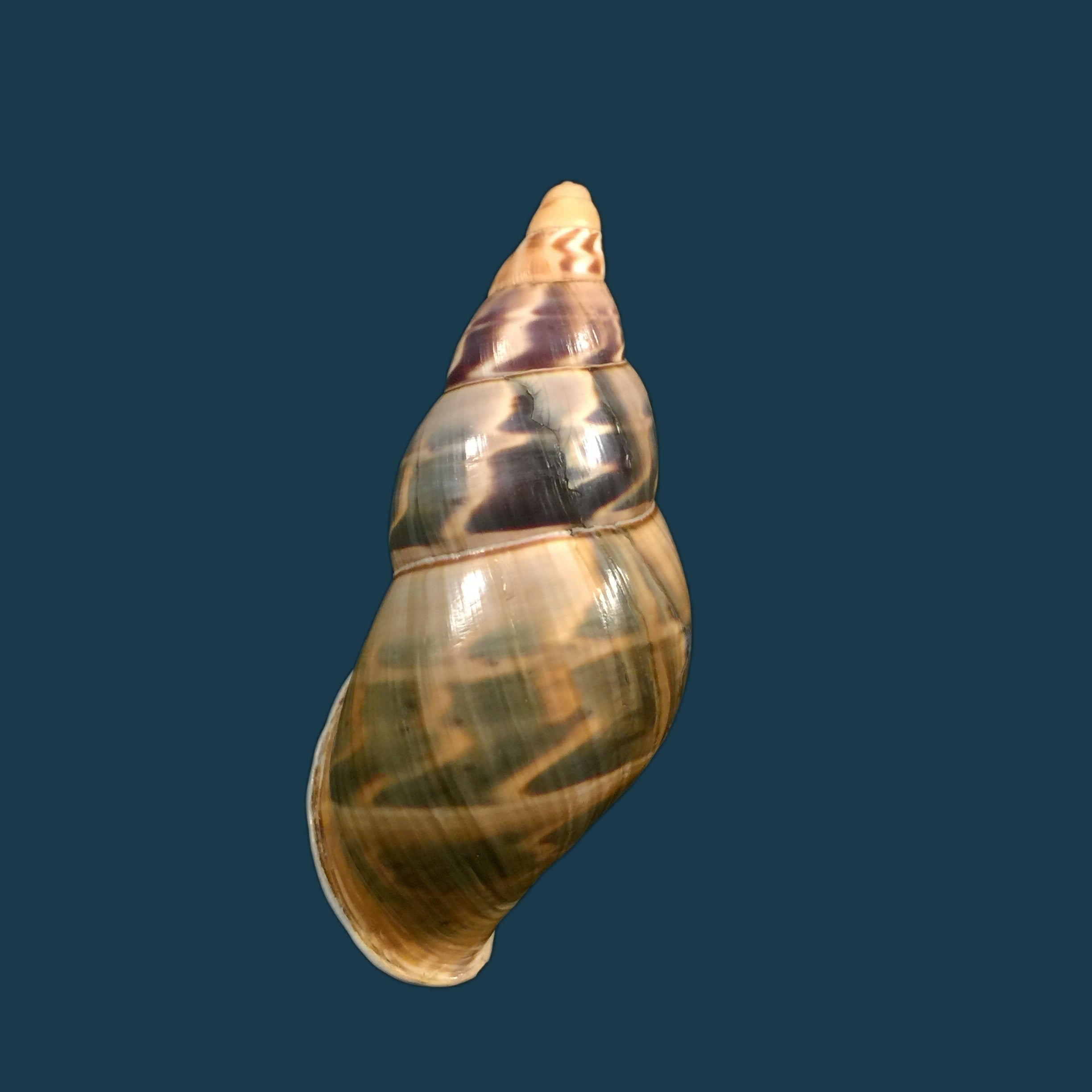 Sultana hidalgoi Vega-Luz, 2021 - 80,2mm