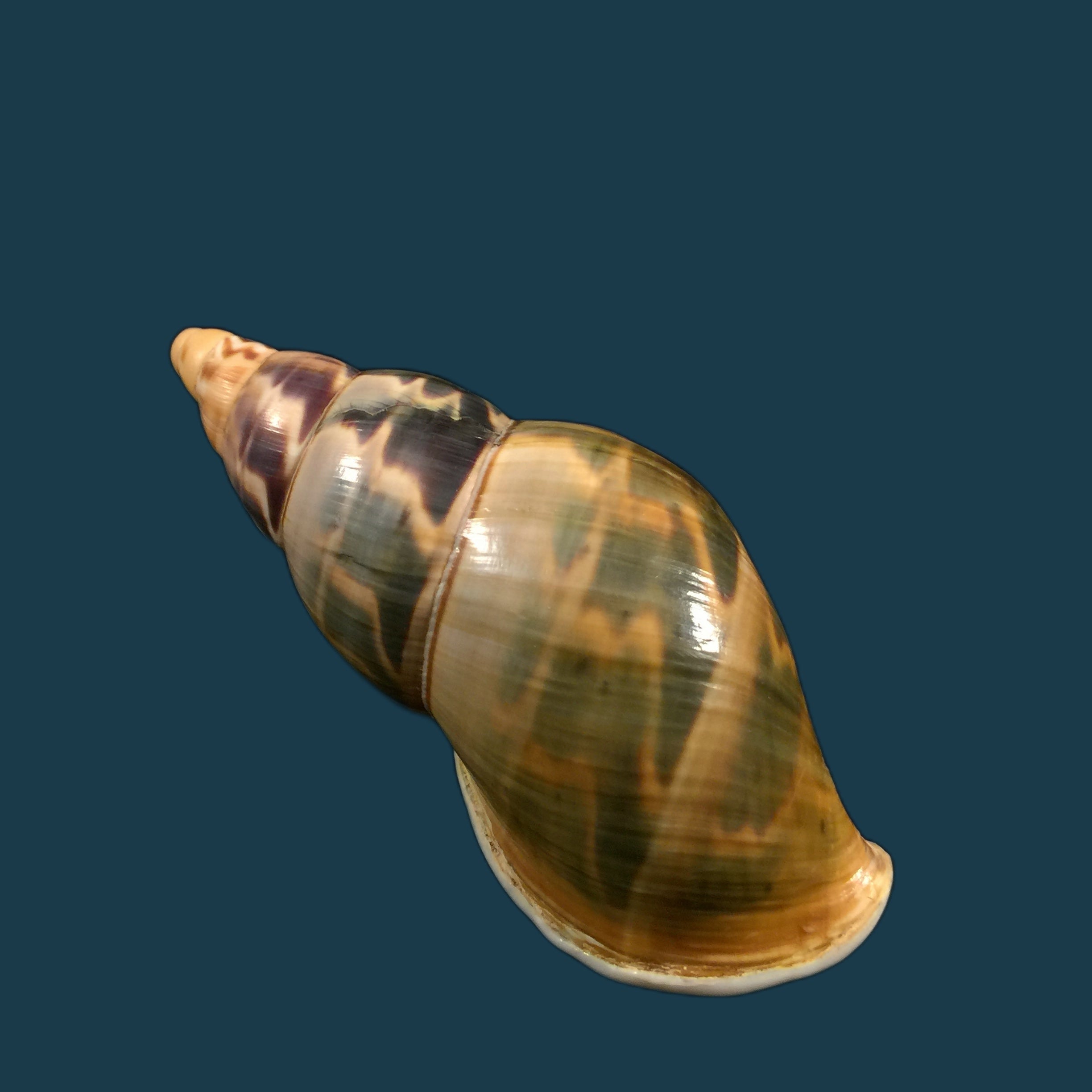Sultana hidalgoi Vega-Luz, 2021 - 80,2mm