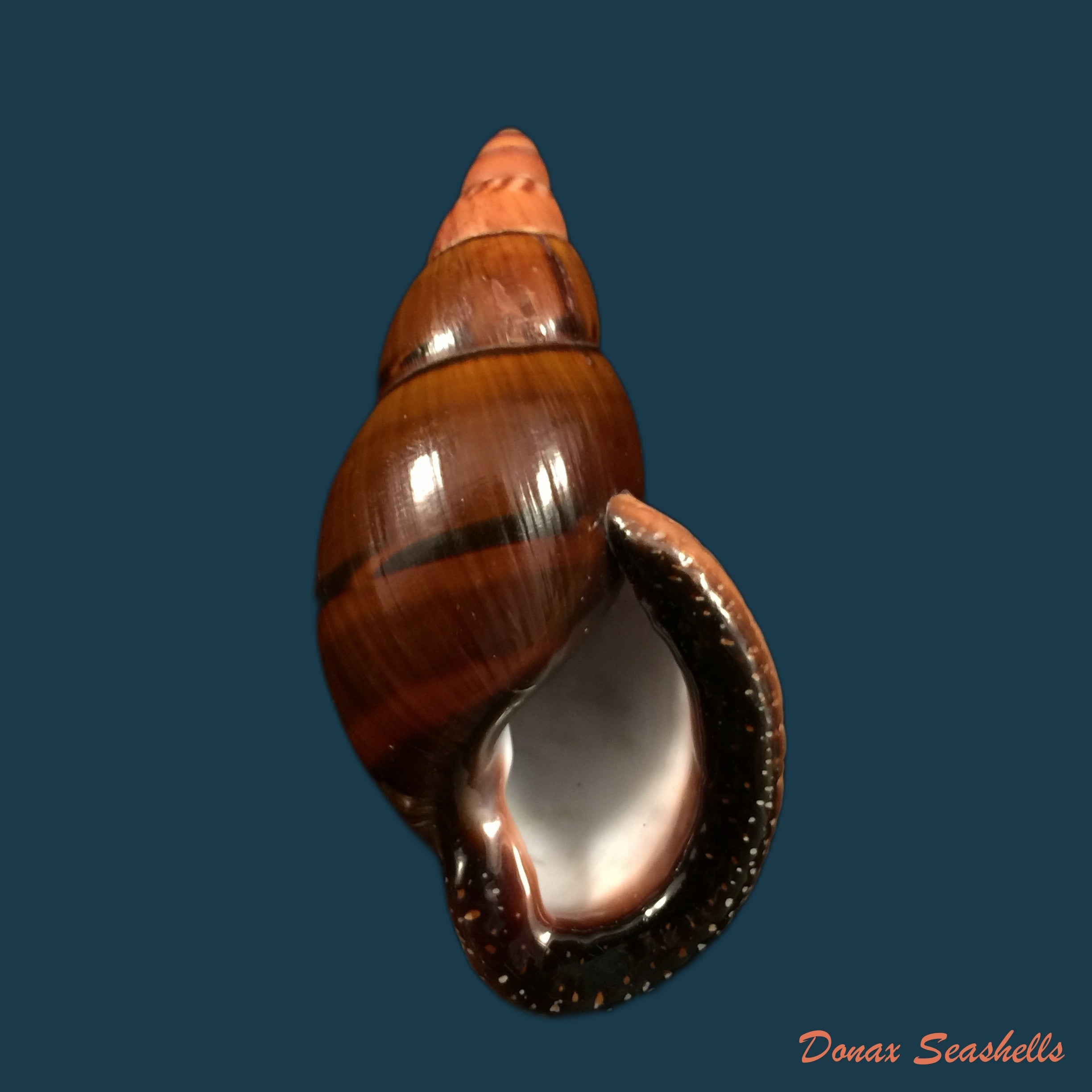 copia-de-sultana-labeo-broderip-1828-74-3mm