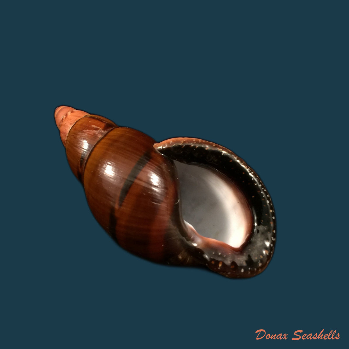copia-de-sultana-labeo-broderip-1828-74-3mm