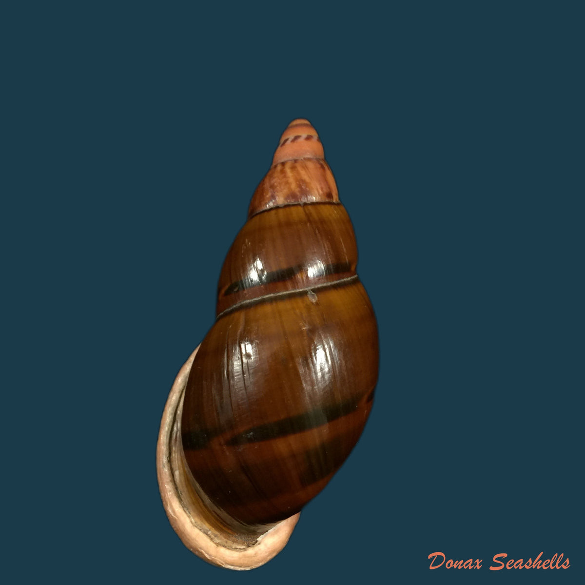 copia-de-sultana-labeo-broderip-1828-74-3mm