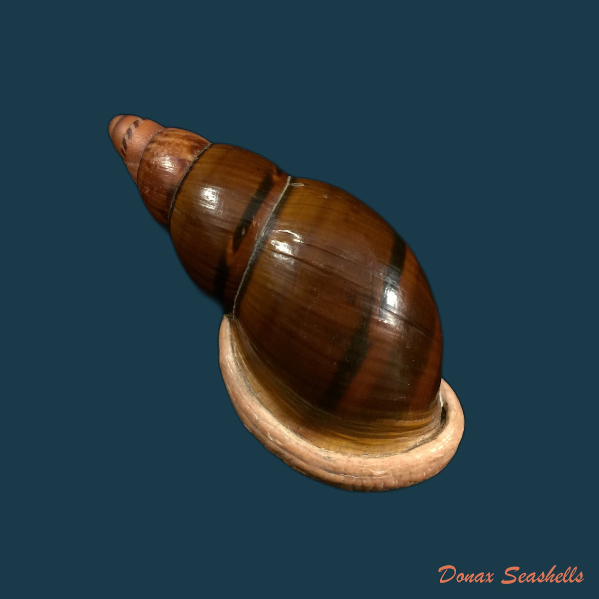copia-de-sultana-labeo-broderip-1828-74-3mm