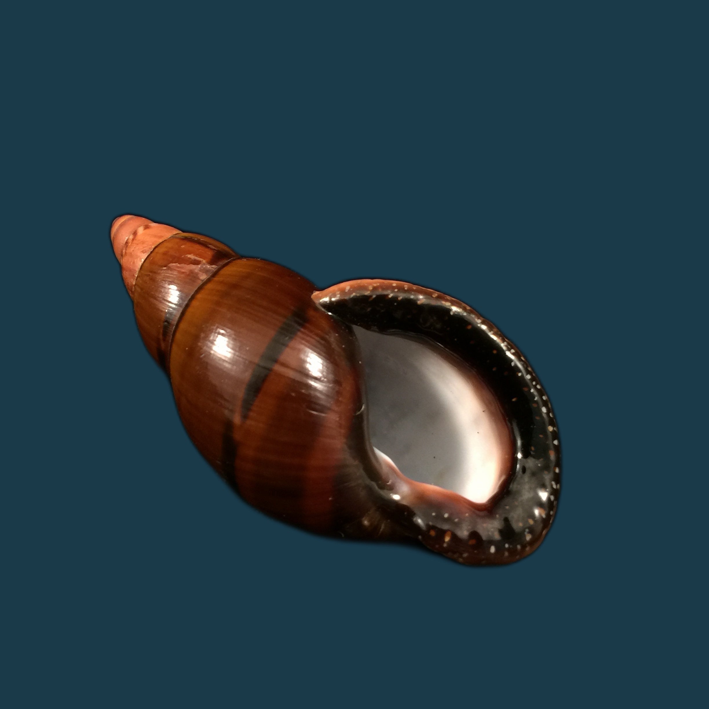 Sultana labeo (Broderip, 1828) - 78,8mm