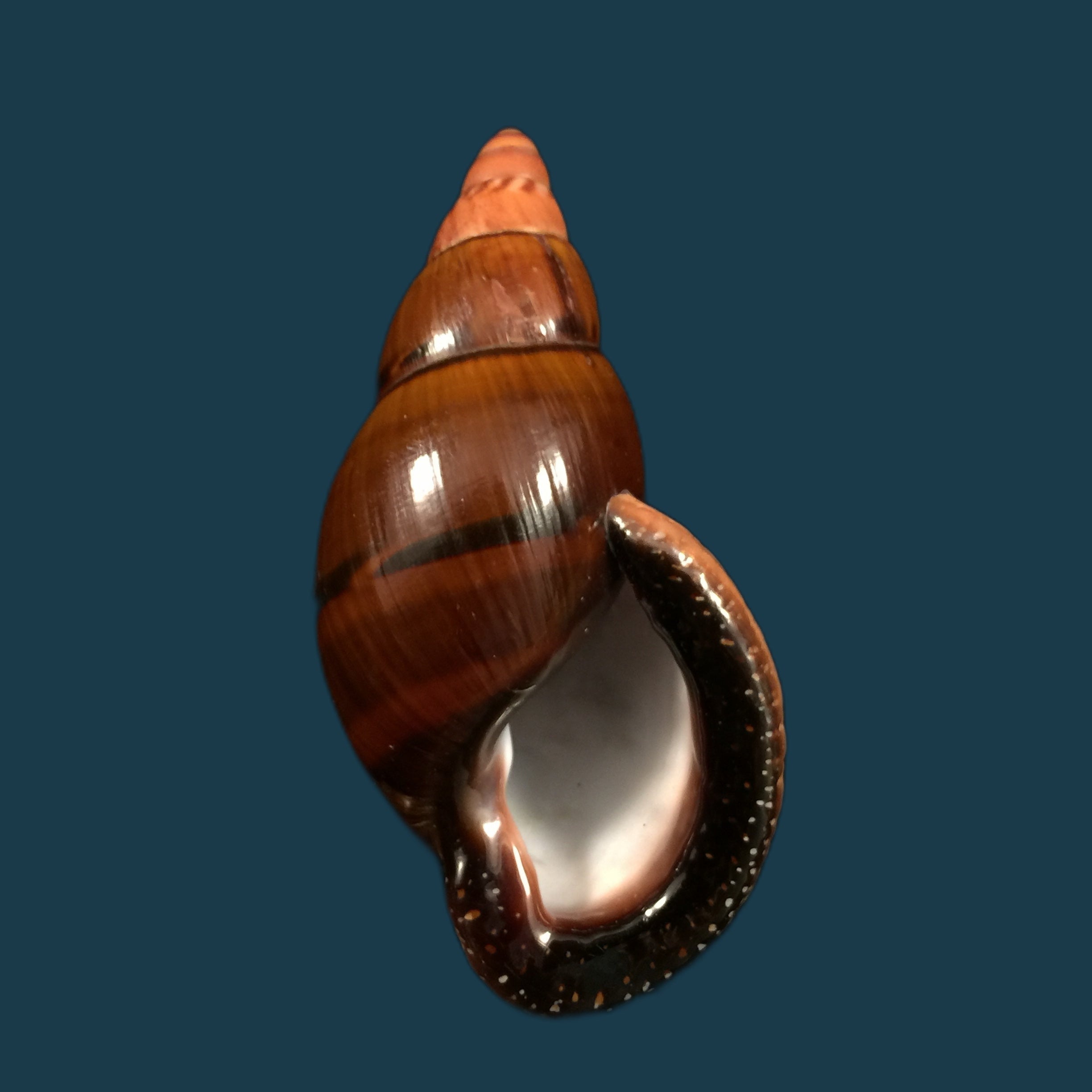 Sultana labeo (Broderip, 1828) - 78,8mm