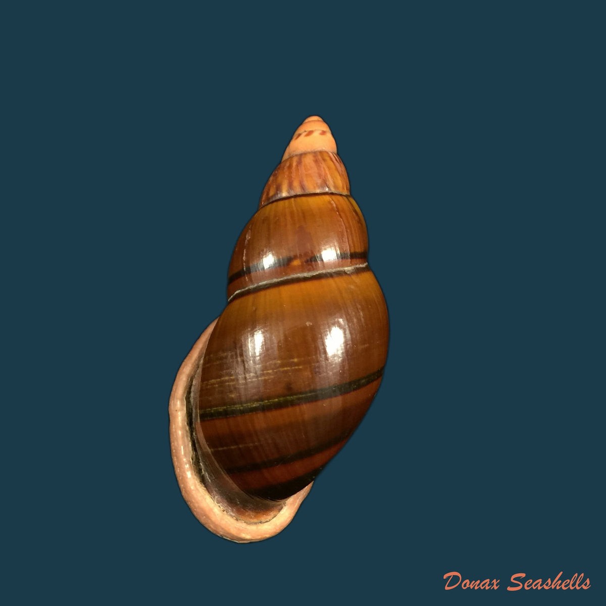 copia-de-sultana-labeo-broderip-1828-78-2mm-1