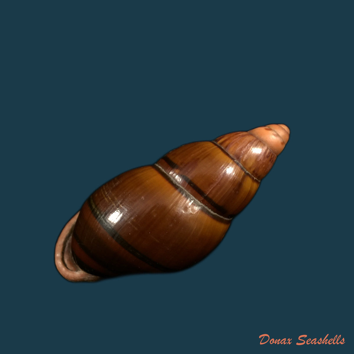 copia-de-sultana-labeo-broderip-1828-78-2mm-1