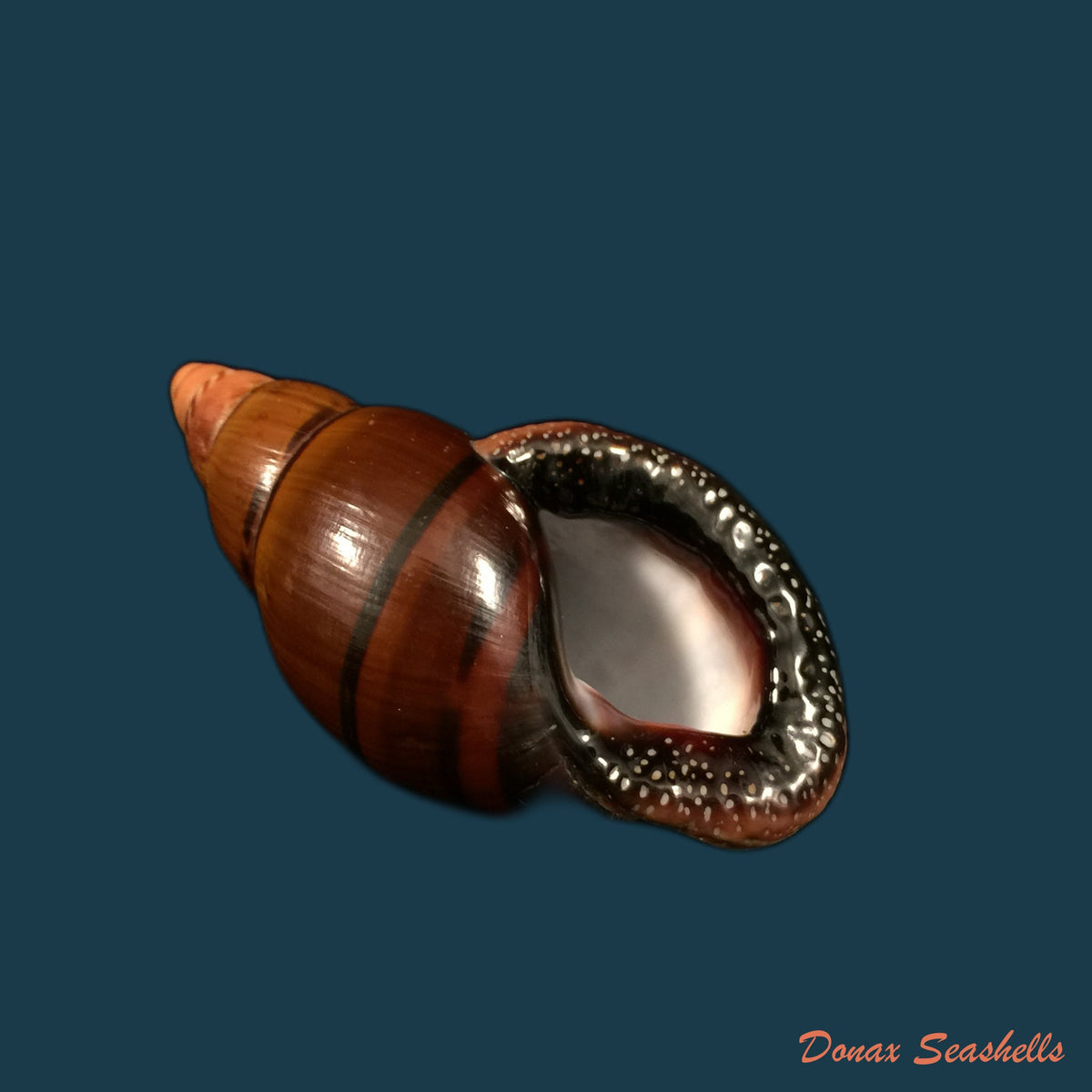 copia-de-sultana-labeo-broderip-1828-78-2mm-1