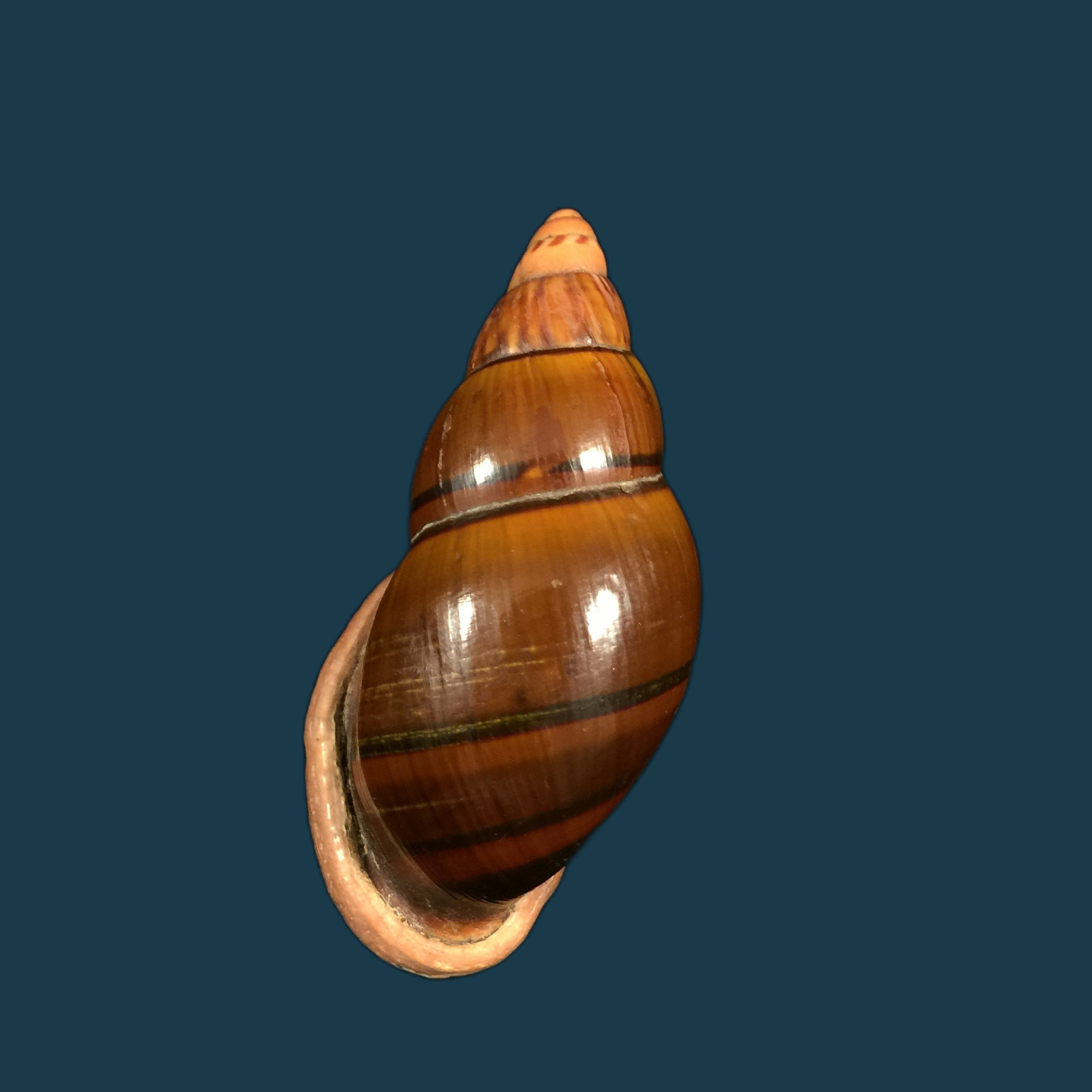 Sultana labeo (Broderip, 1828) - 74,3mm