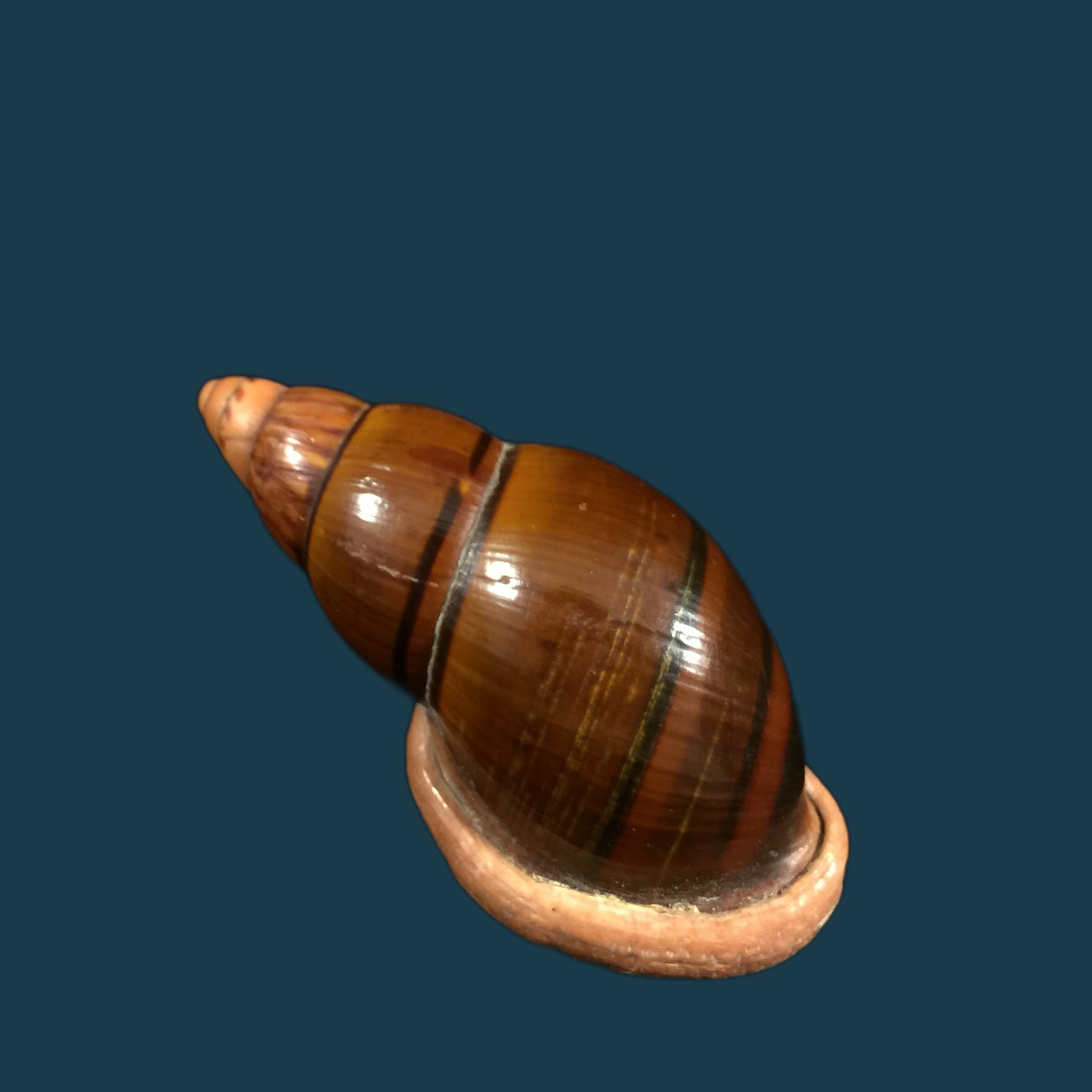 Sultana labeo (Broderip, 1828) - 74,3mm