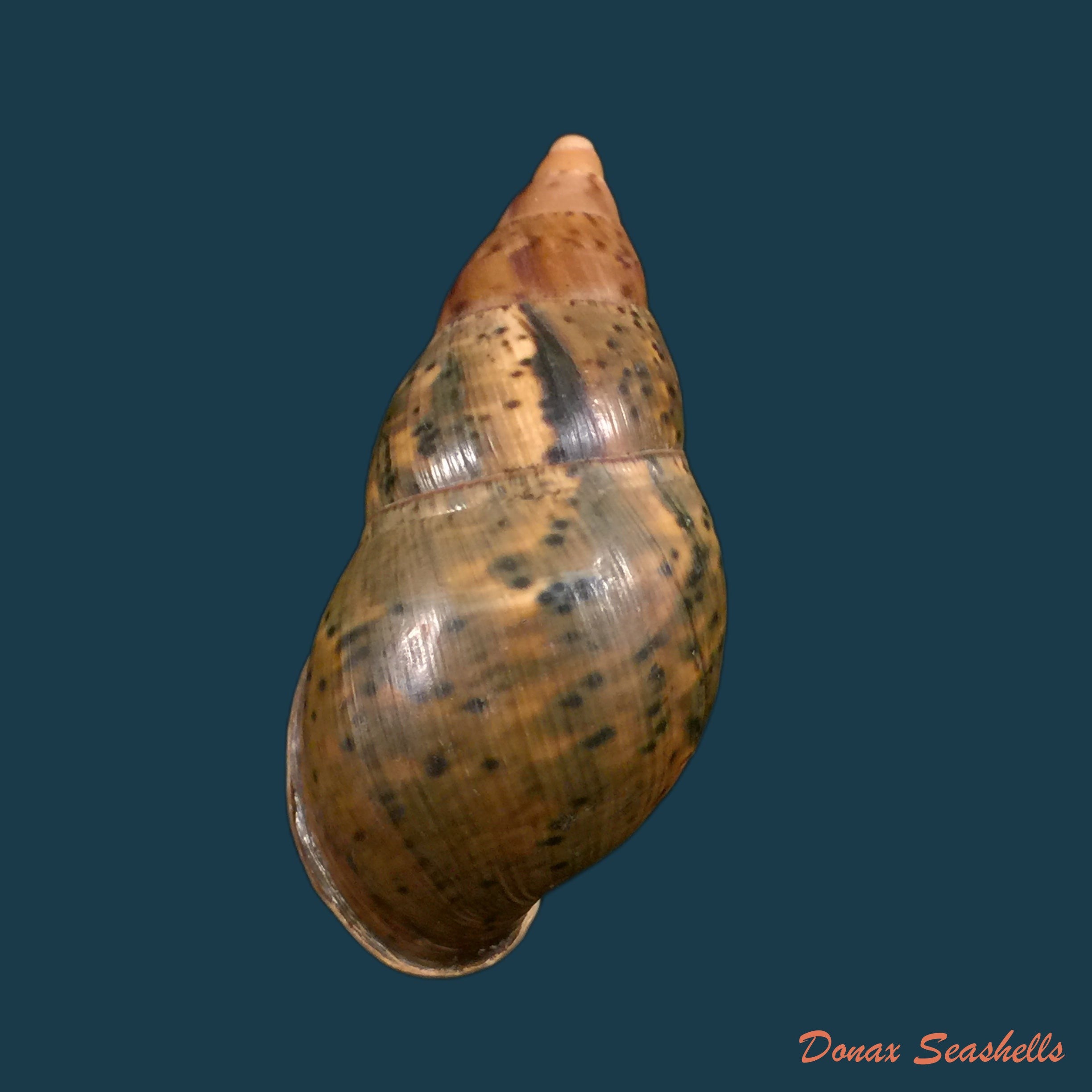 copia-de-sultana-labeo-broderip-1828-78-2mm