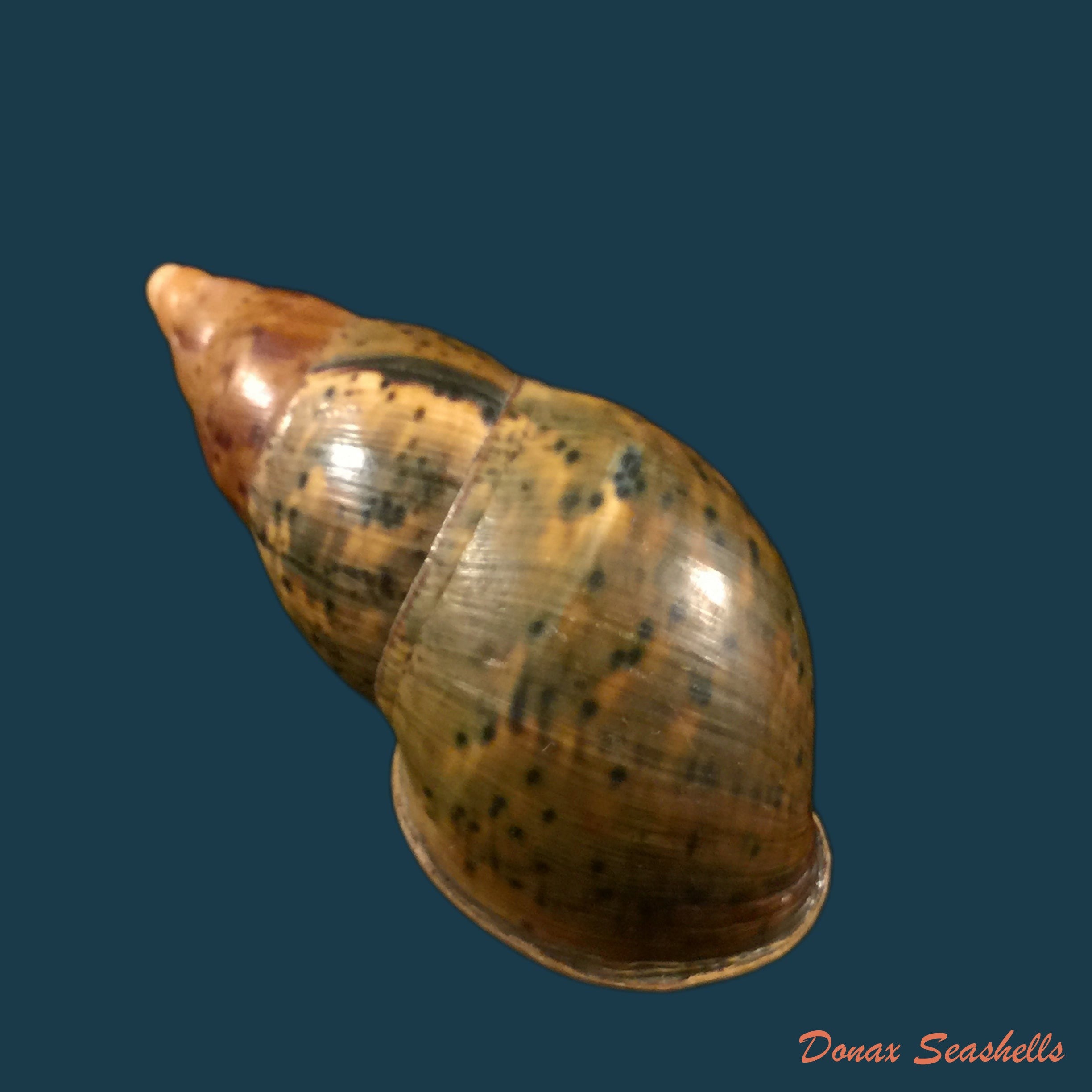 copia-de-sultana-labeo-broderip-1828-78-2mm