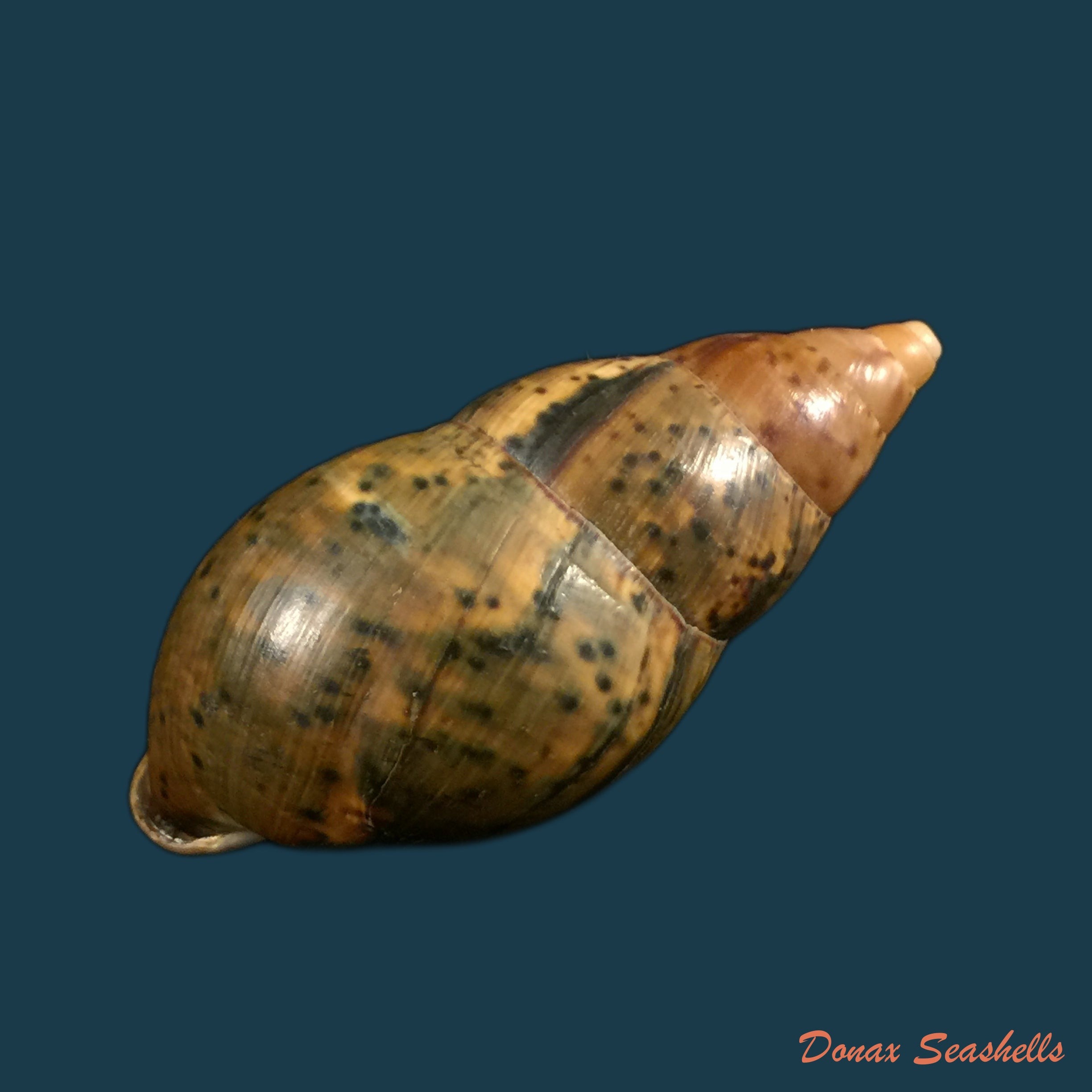 copia-de-sultana-labeo-broderip-1828-78-2mm