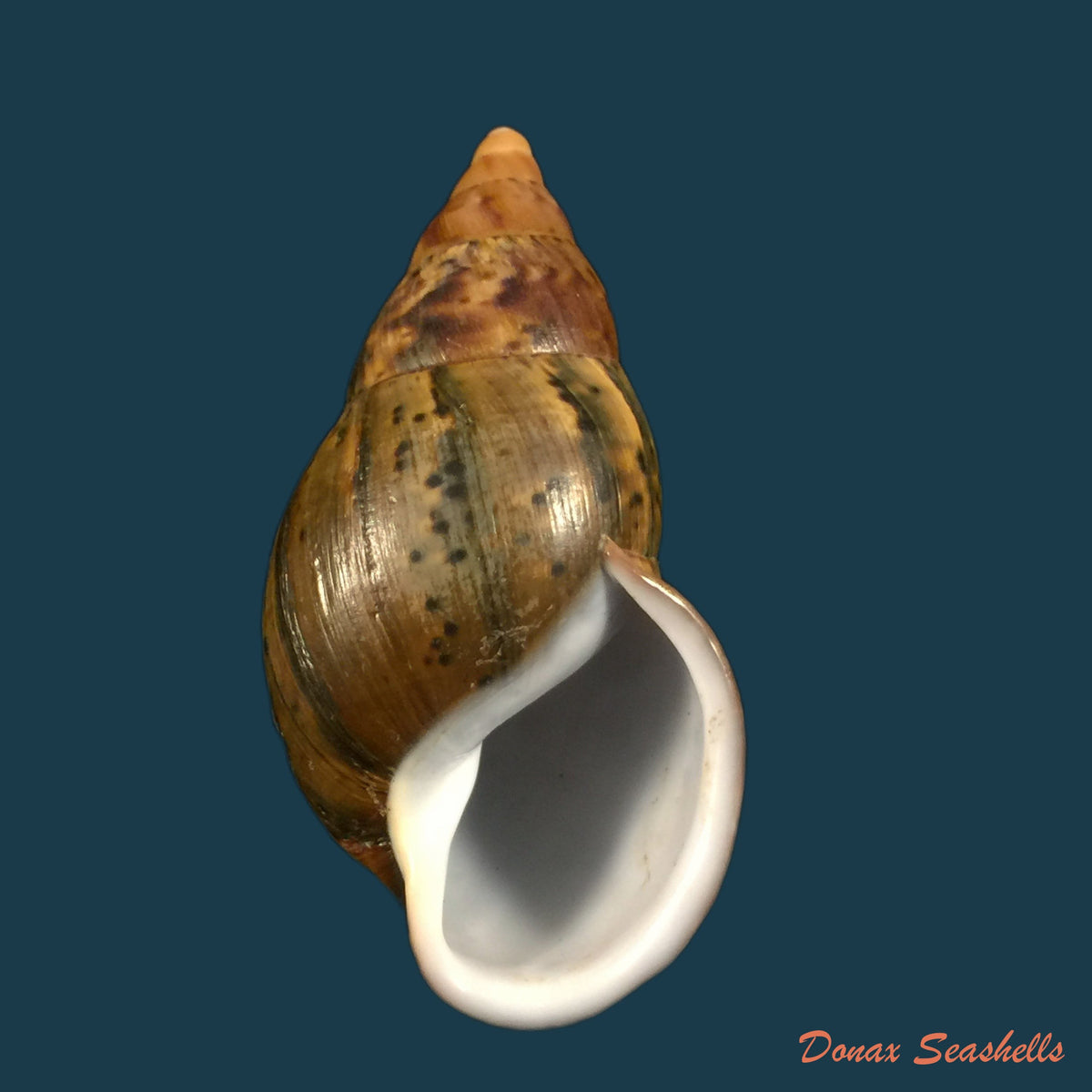 copia-de-sultana-labeo-broderip-1828-78-2mm
