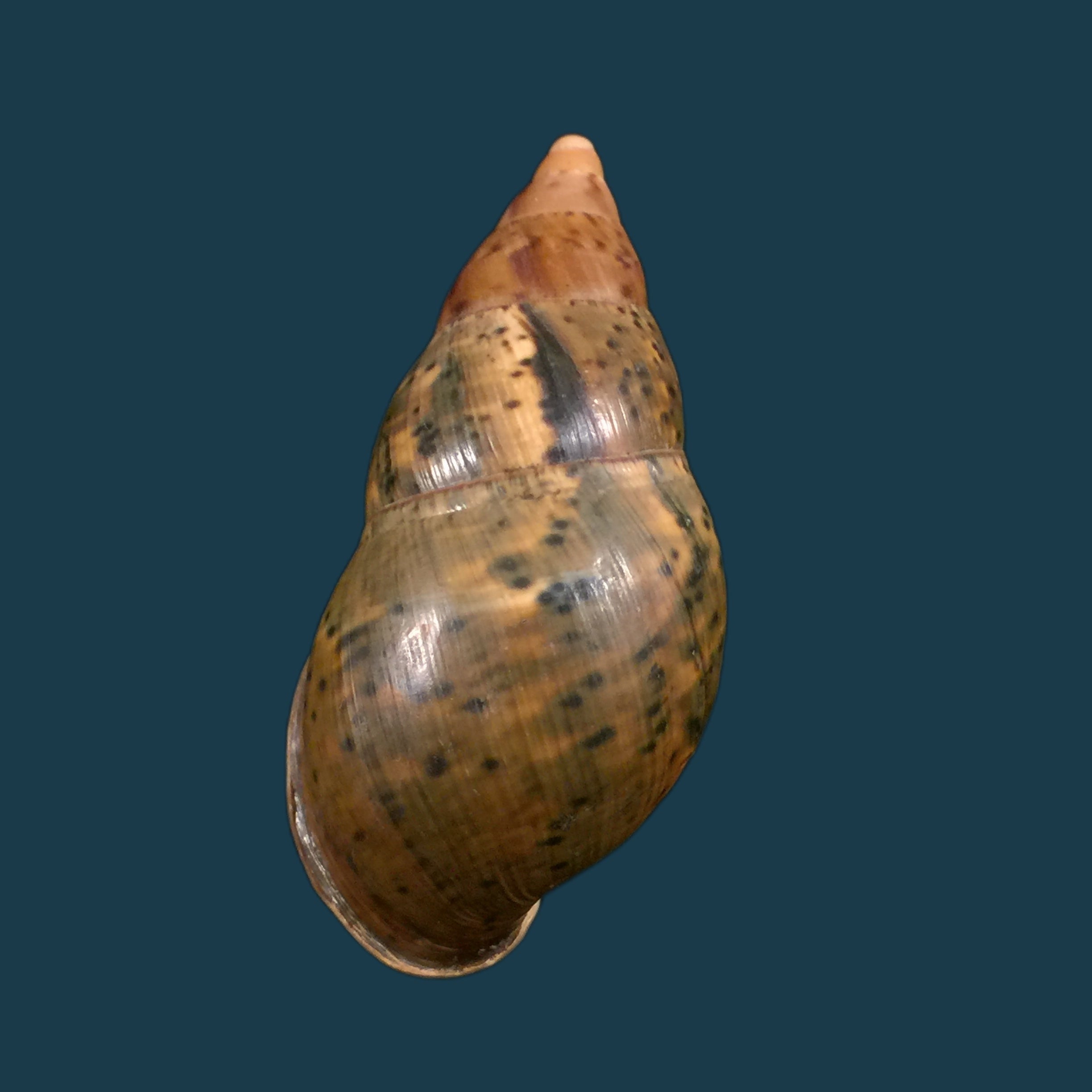 Sultana maranhonensis (Albers, 1854) - 72,6mm