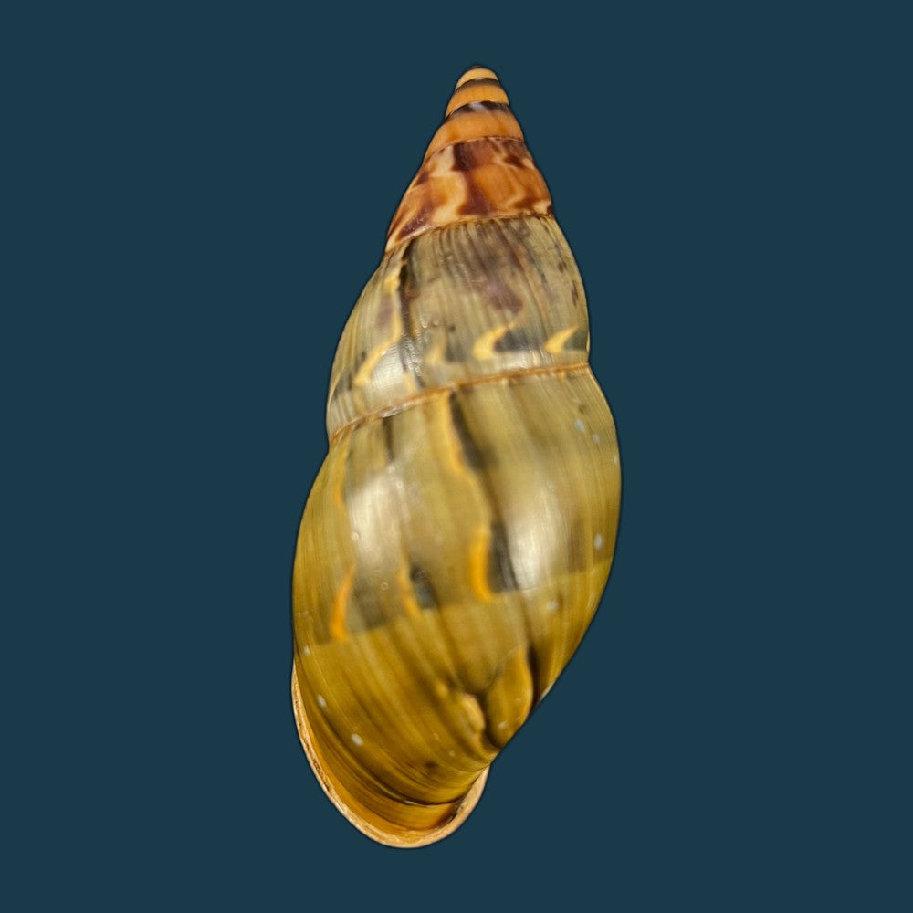 copia-de-sultana-latevittata-shuttleworth-1856-75-9mm