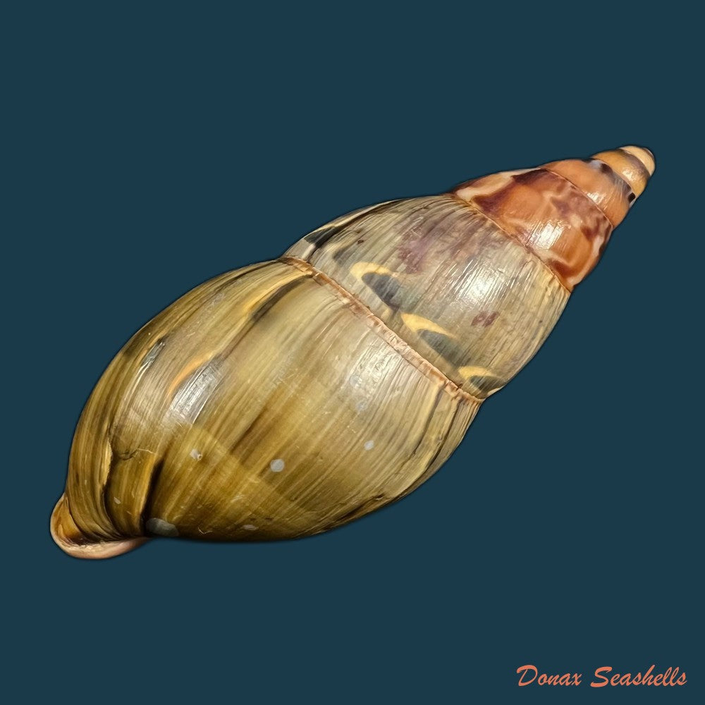 copia-de-sultana-latevittata-shuttleworth-1856-75-9mm