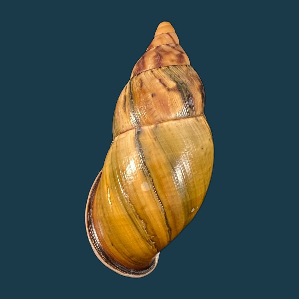 copia-de-sultana-liae-vega-luz-2021-80-3mm