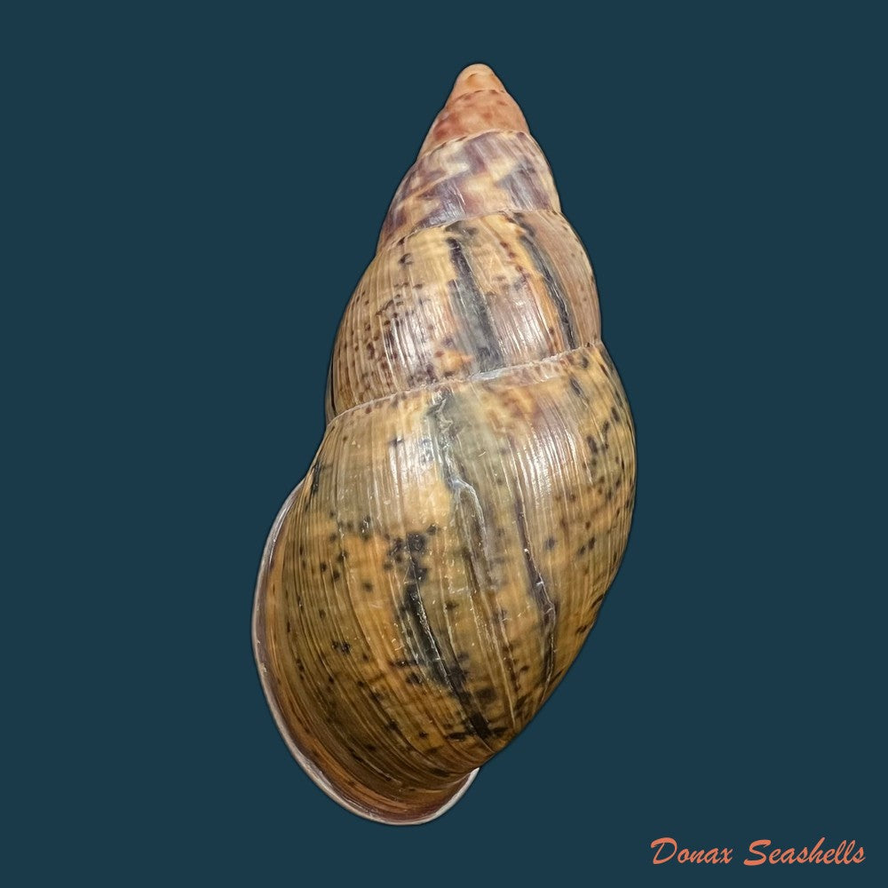 copia-de-sultana-maranhonensis-albers-1854-72-6mm
