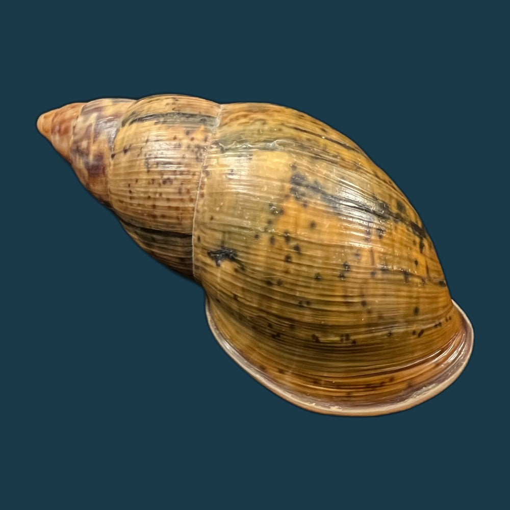 copia-de-sultana-maranhonensis-albers-1854-72-6mm