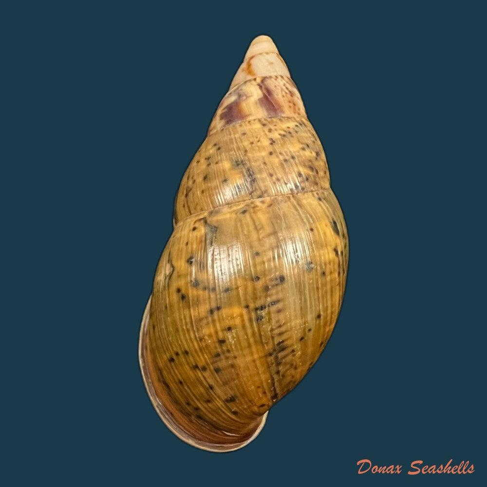 copia-de-sultana-maranhonensis-albers-1854-81-7mm