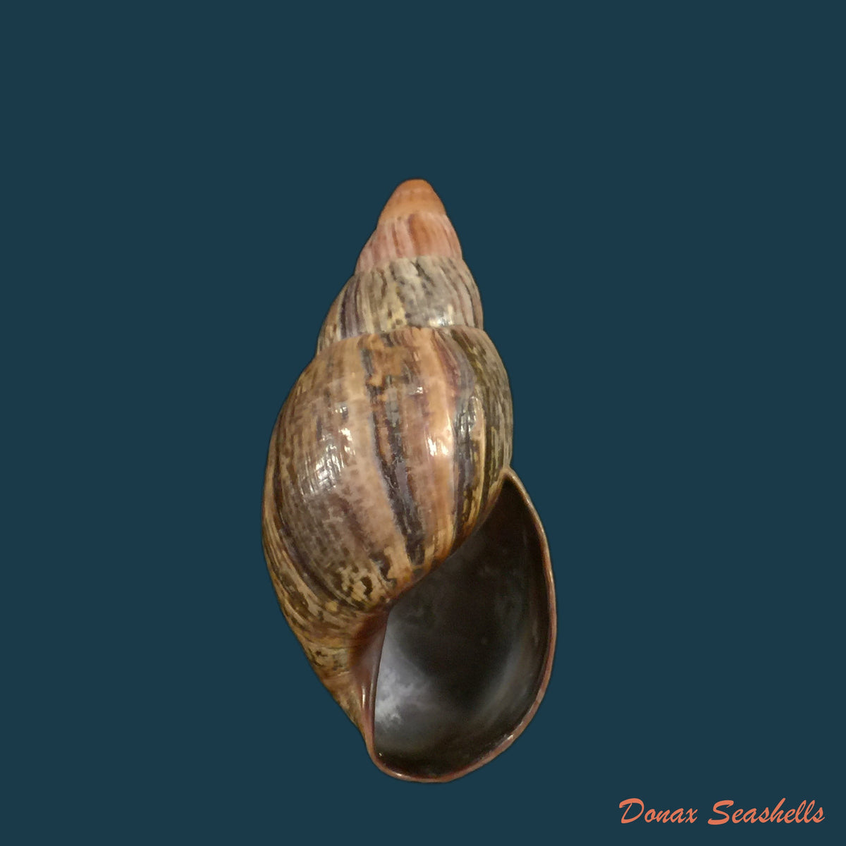 copia-de-sultana-maronhonensis-albers-1854-72-6mm