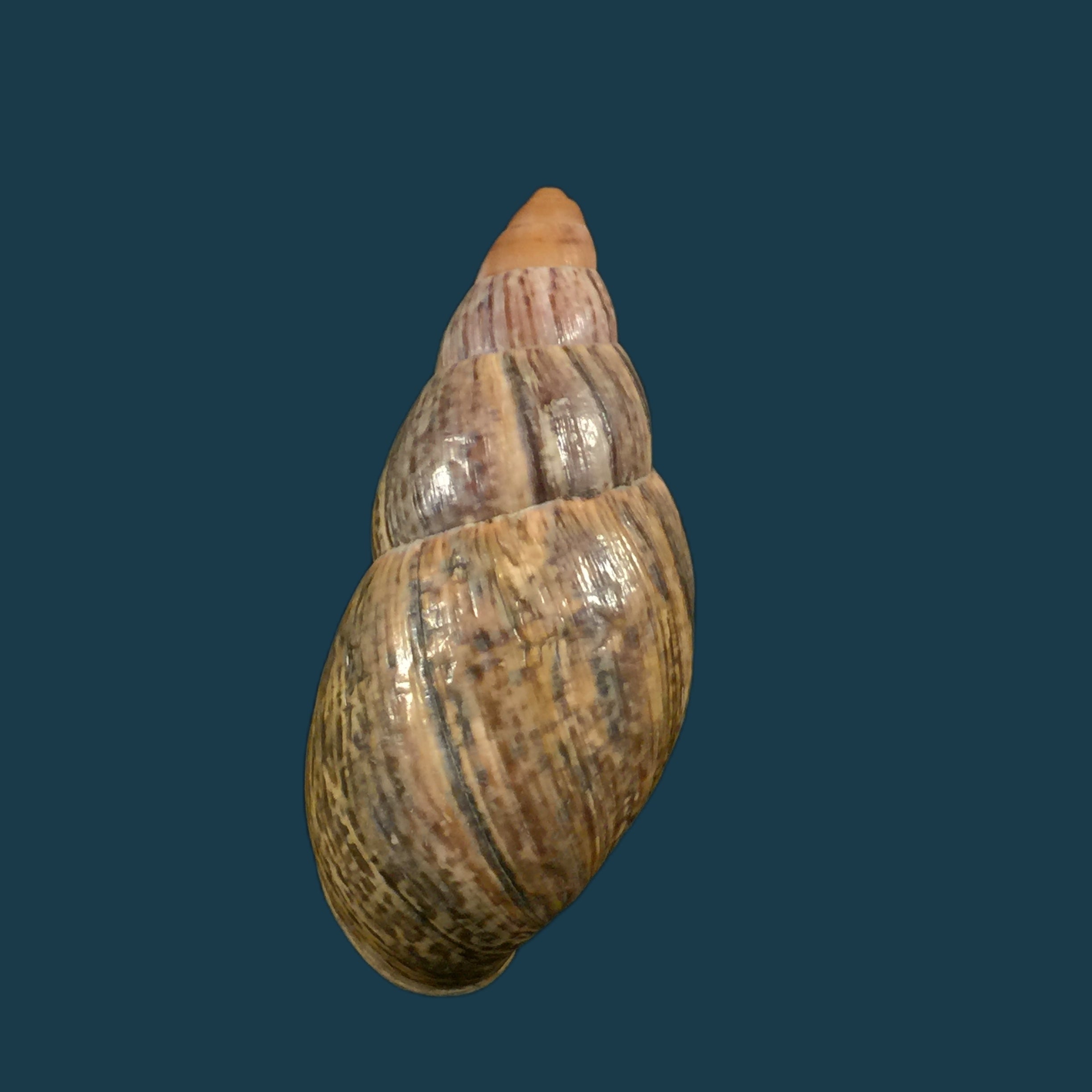 Quechua olmosensis (Zilch, 1954) - 67,4mm