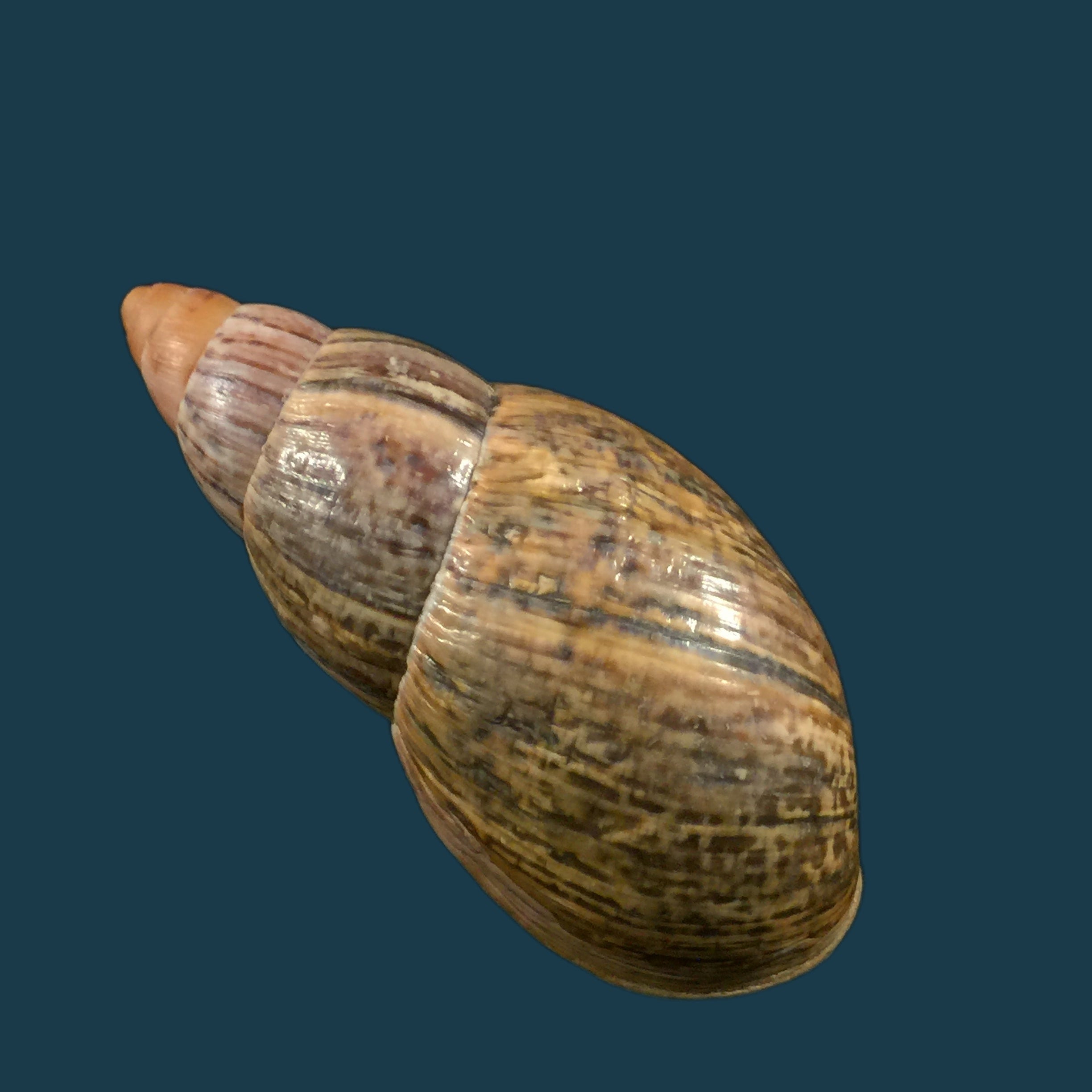 Quechua olmosensis (Zilch, 1954) - 67,4mm