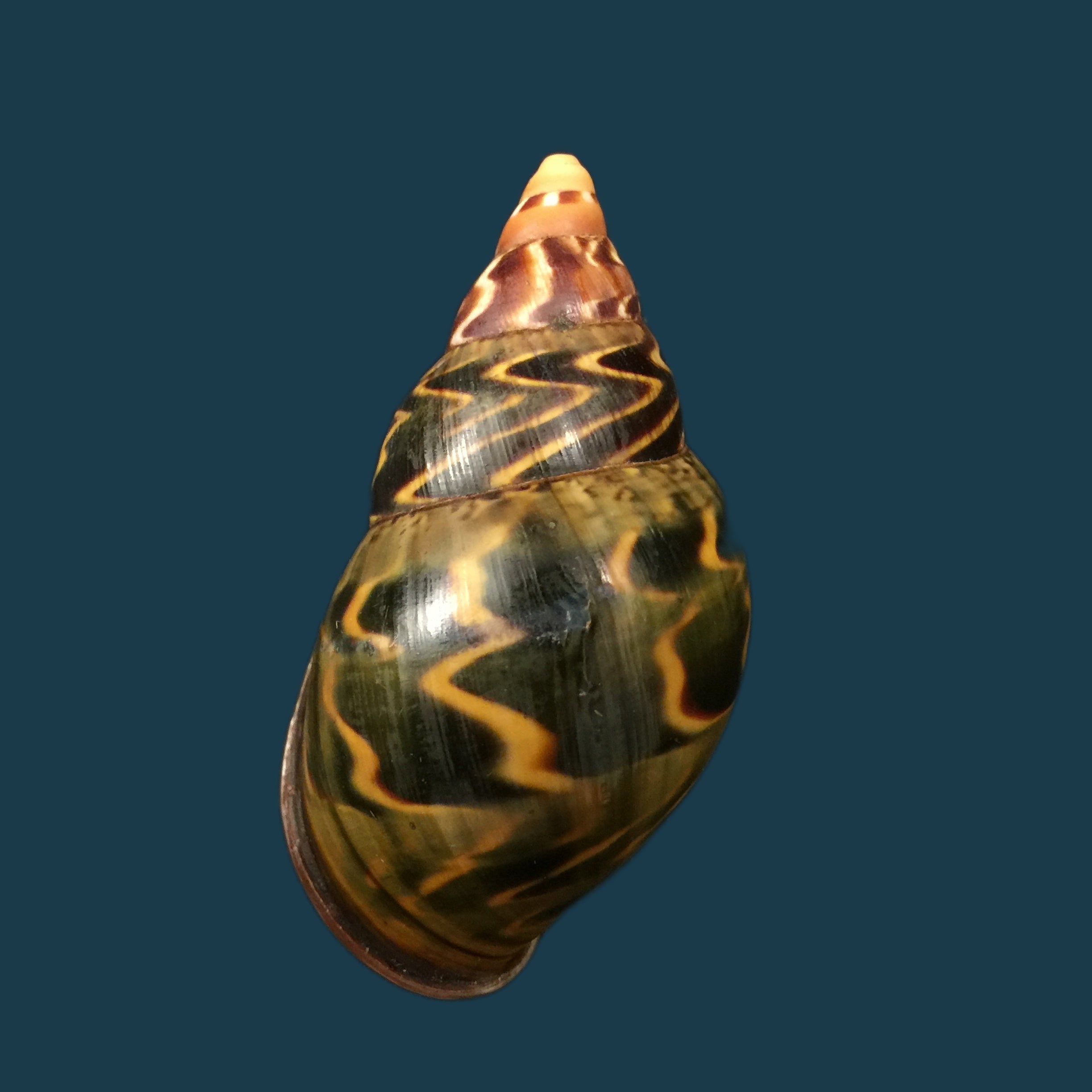 Sultana yatesi Pfeiffer,1855 - 73,1mm